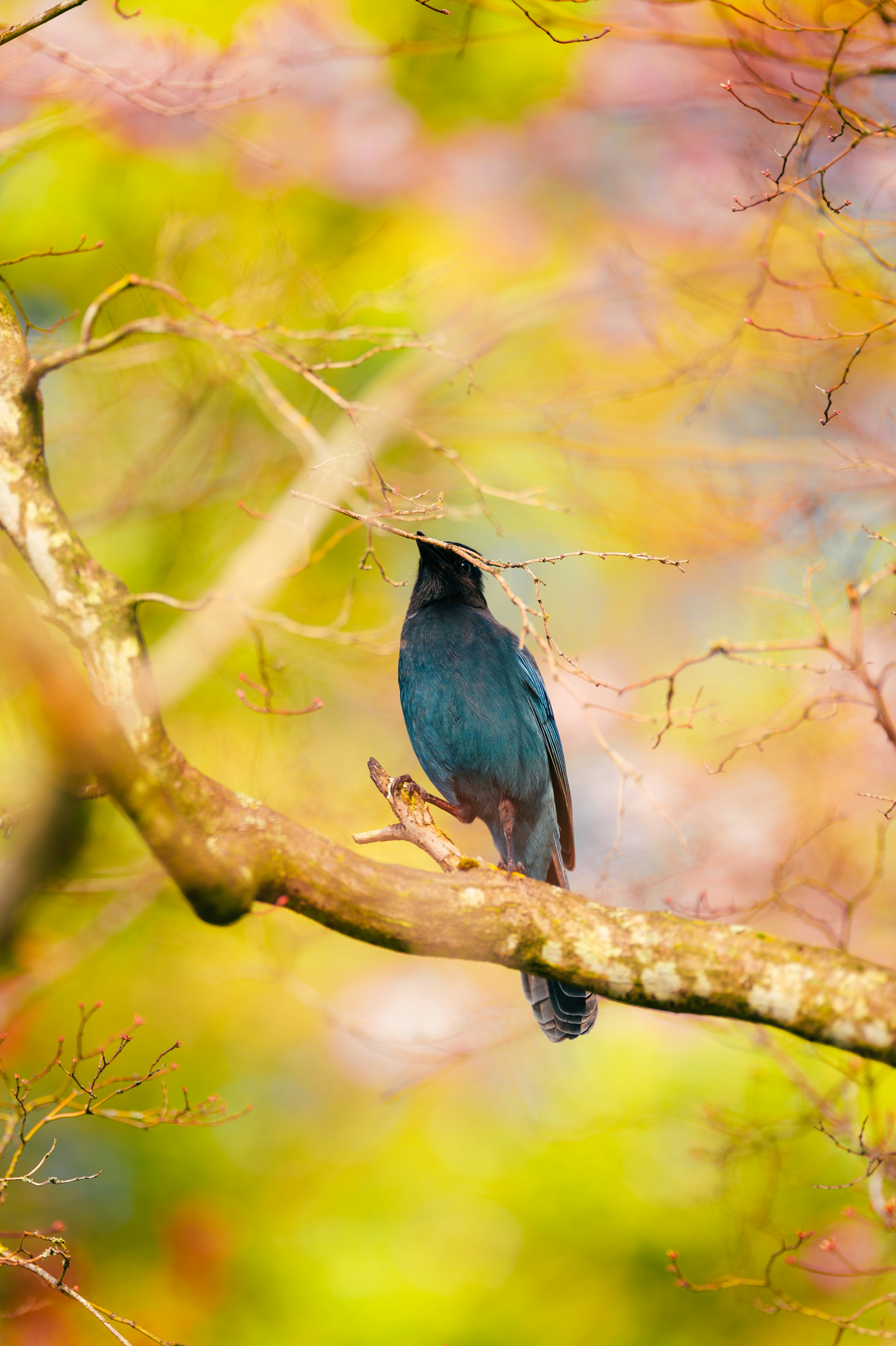 A dark bird perched on a tree branch.