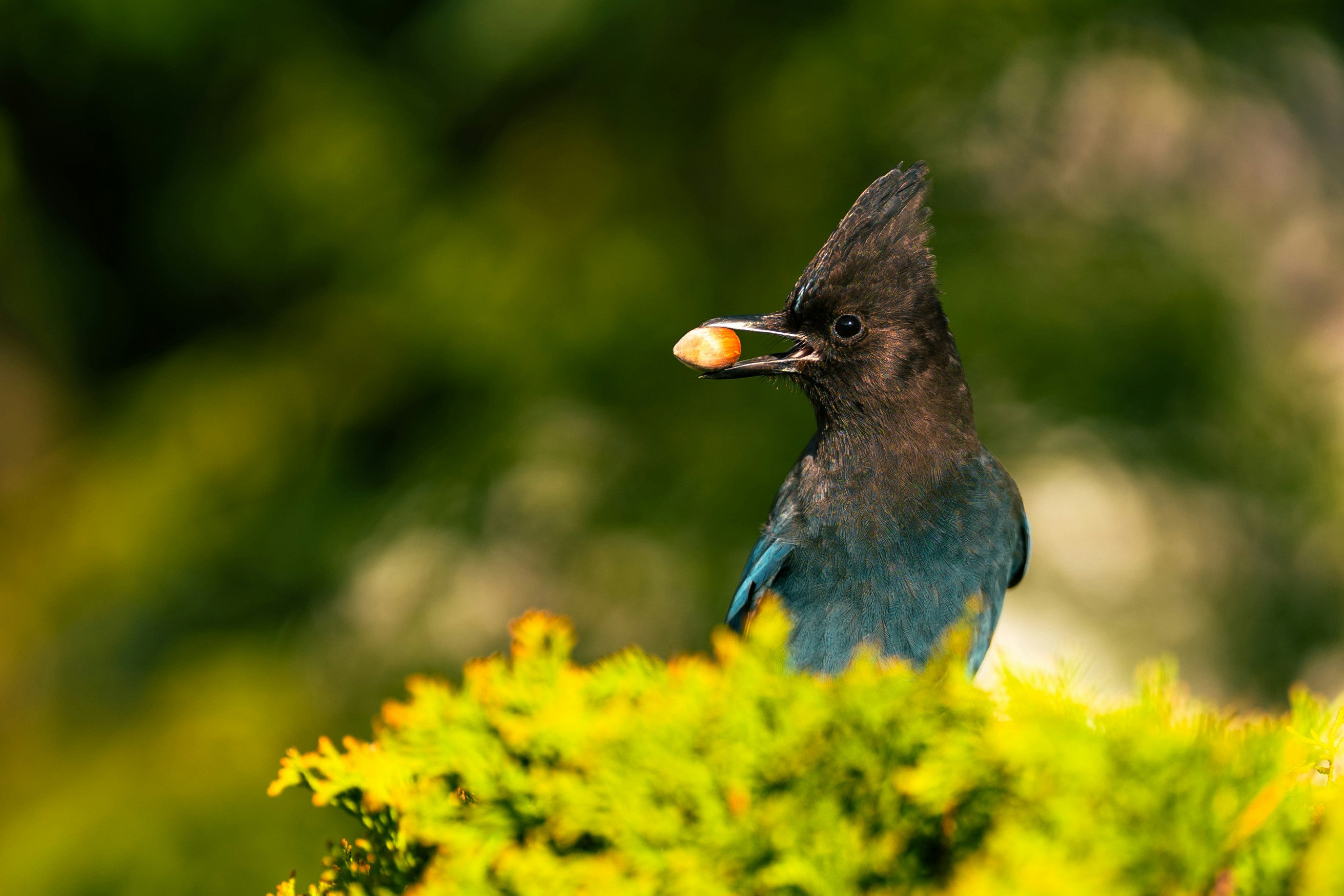 A steller's jay holds a nut in its beak.