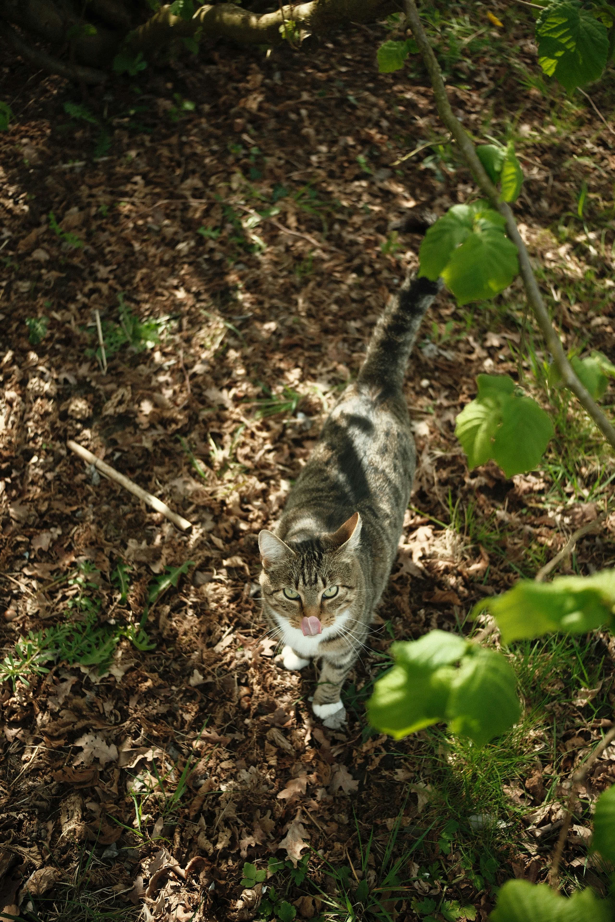 A tabby cat walks on a path covered in leaves.