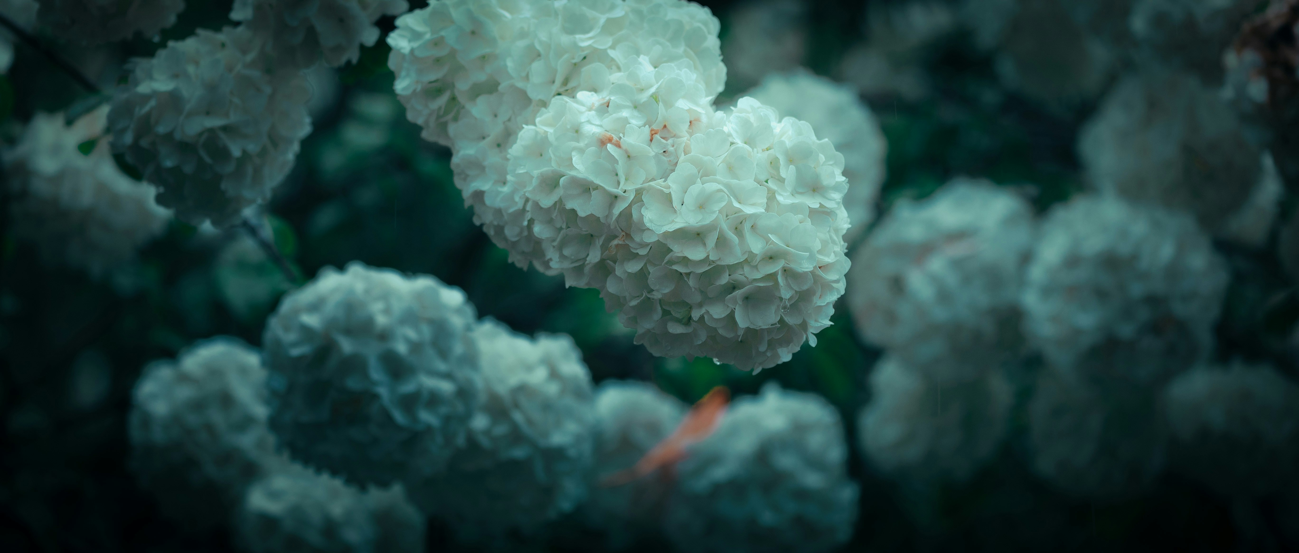 Close-up of white blood cells in a dark background