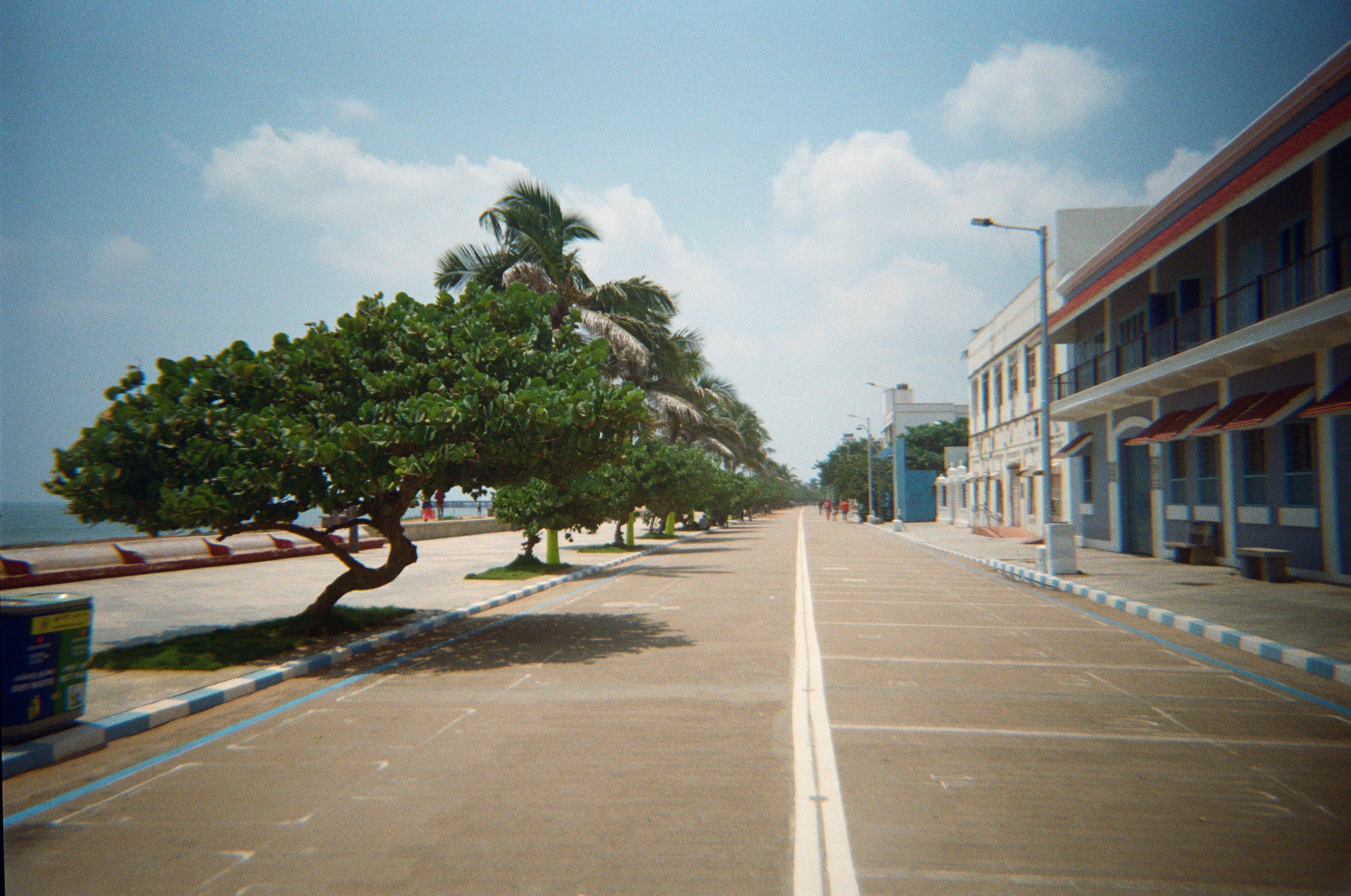 A tree-lined promenade next to the ocean.