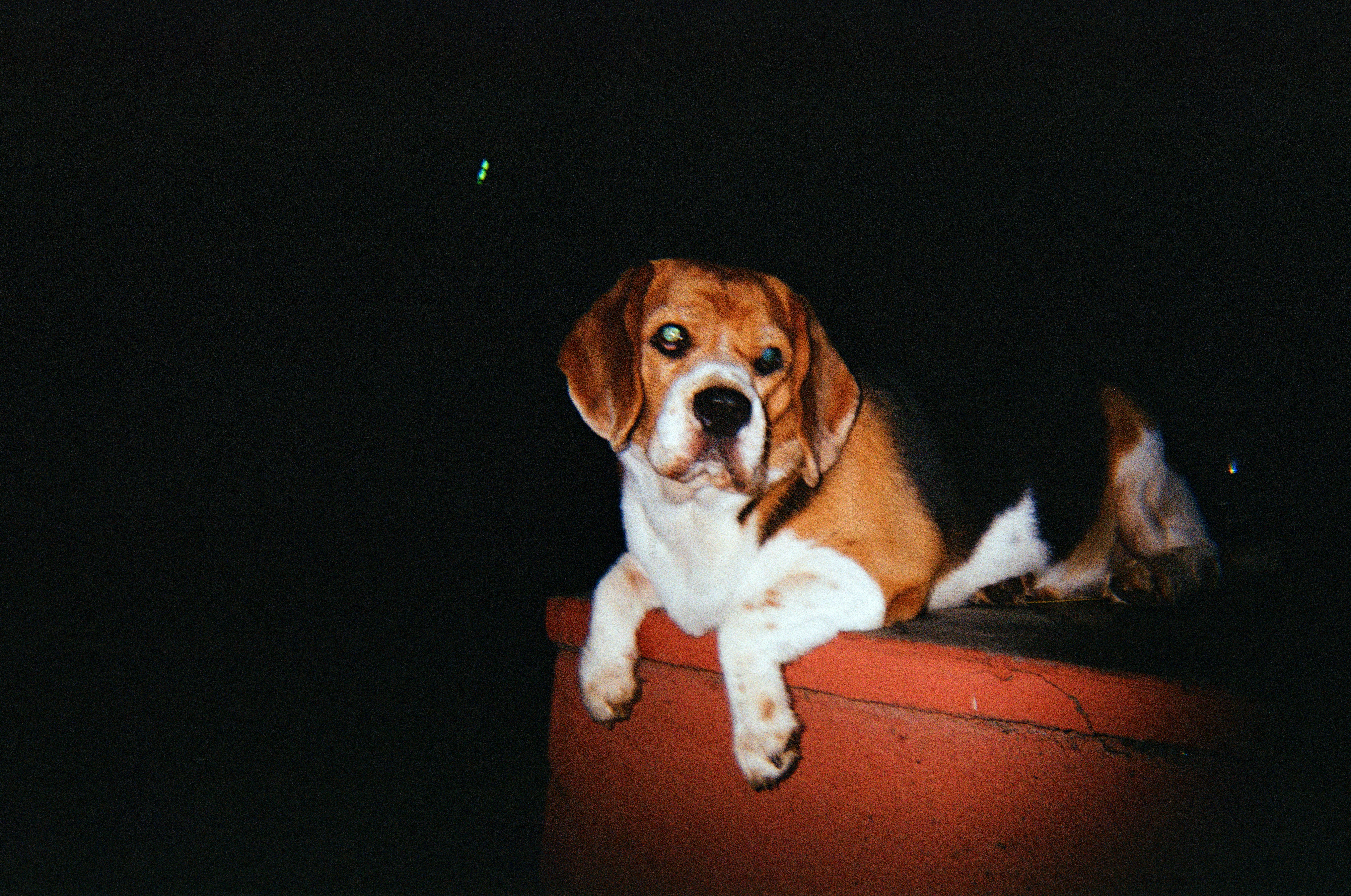 A beagle dog rests on a red surface at night.