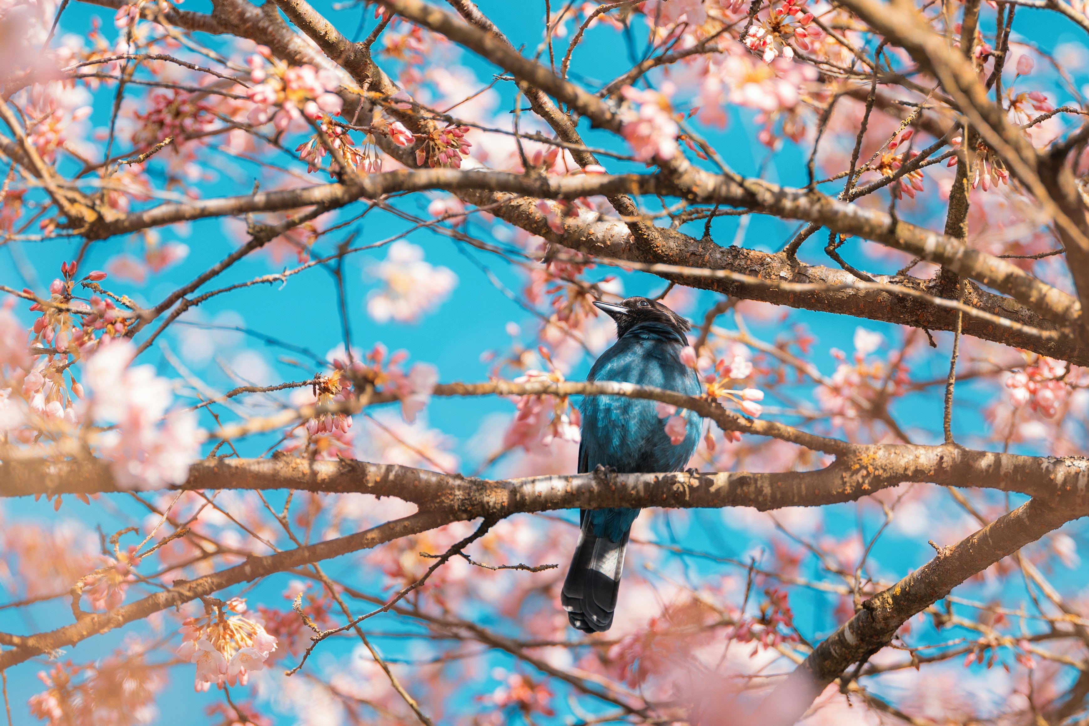 A bird perched on a blooming cherry blossom tree branch.