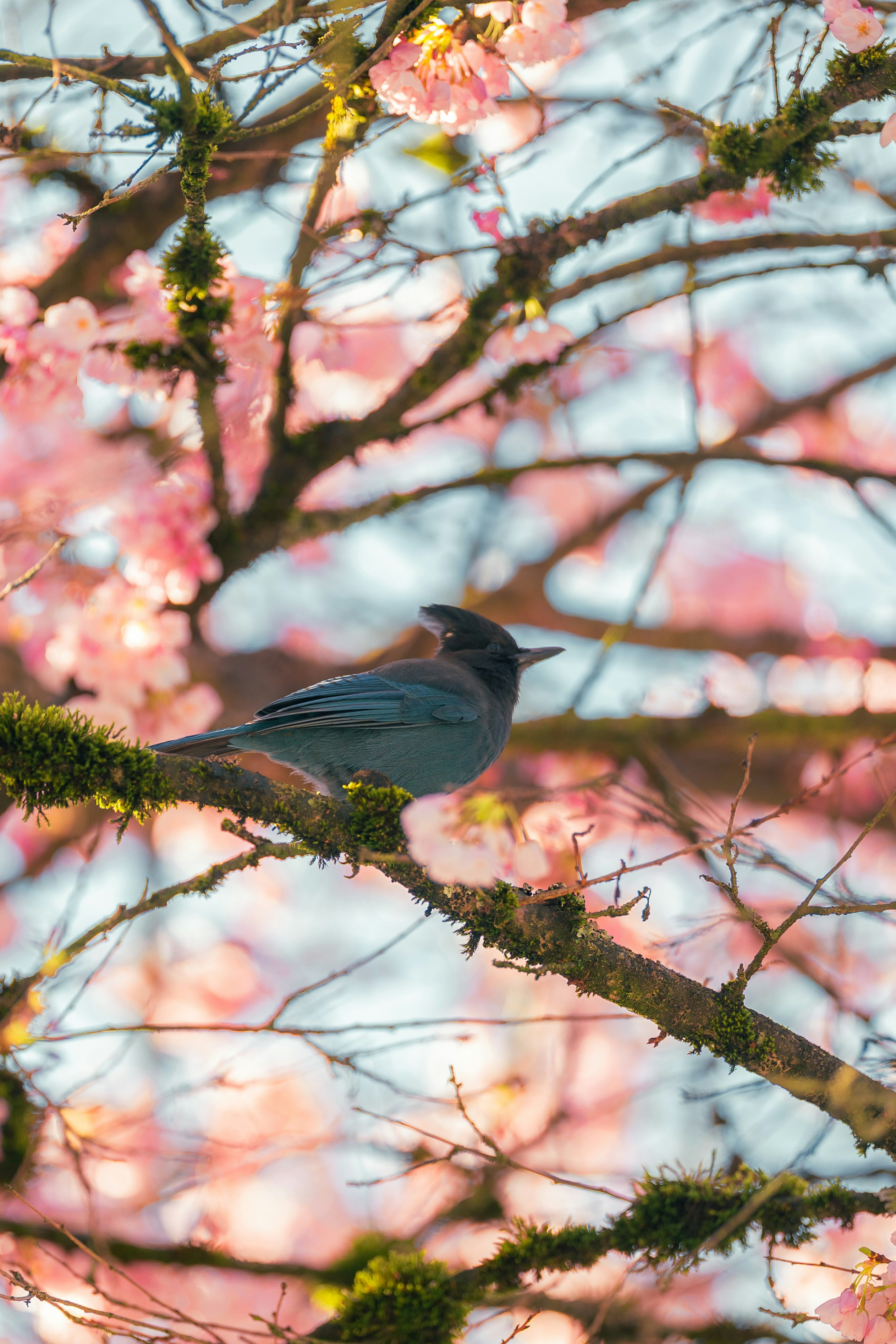 A blue bird perched on a branch with pink blossoms.