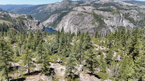 Pine tree removal experts