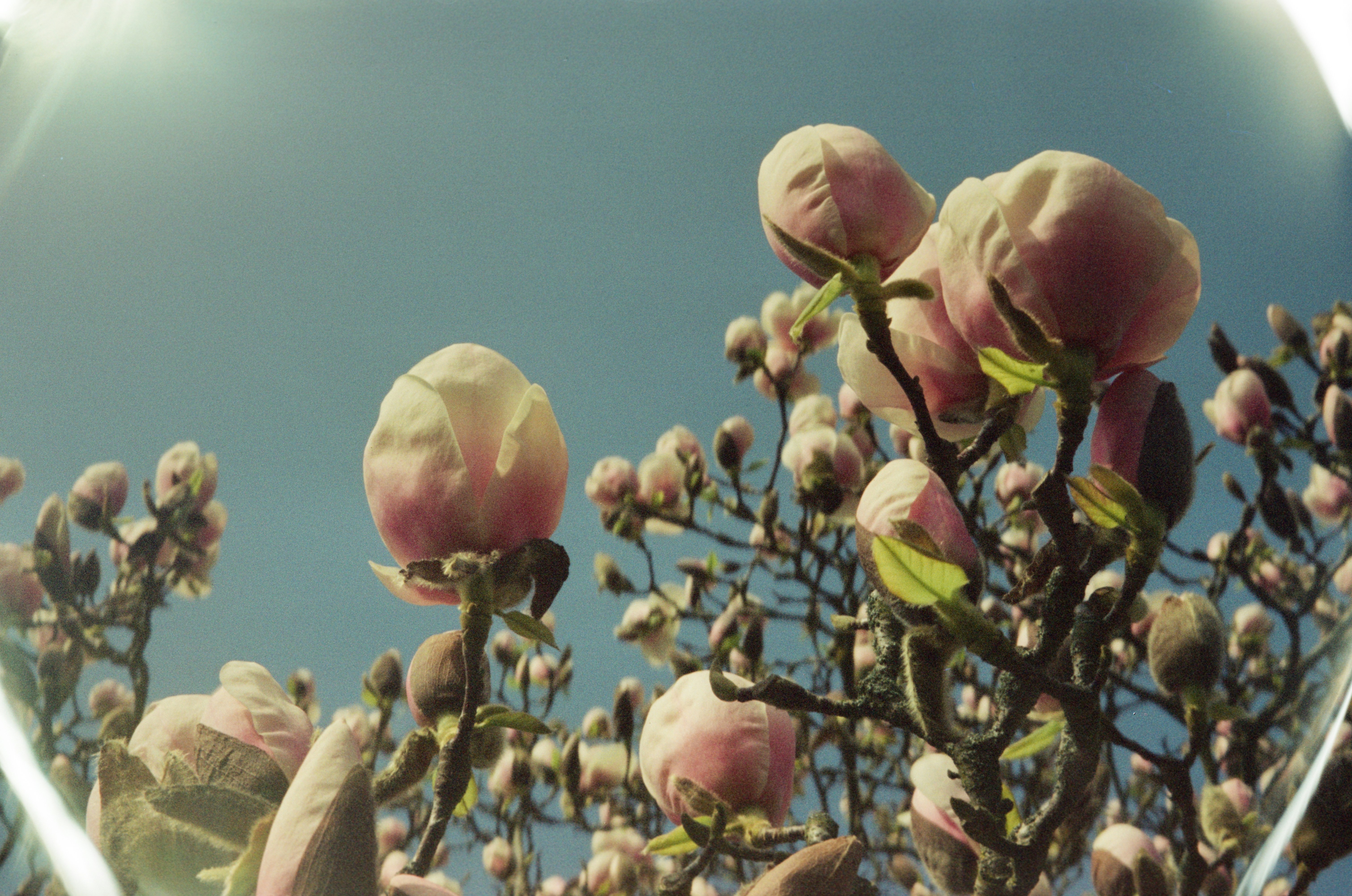 Pink magnolia buds against a clear blue sky