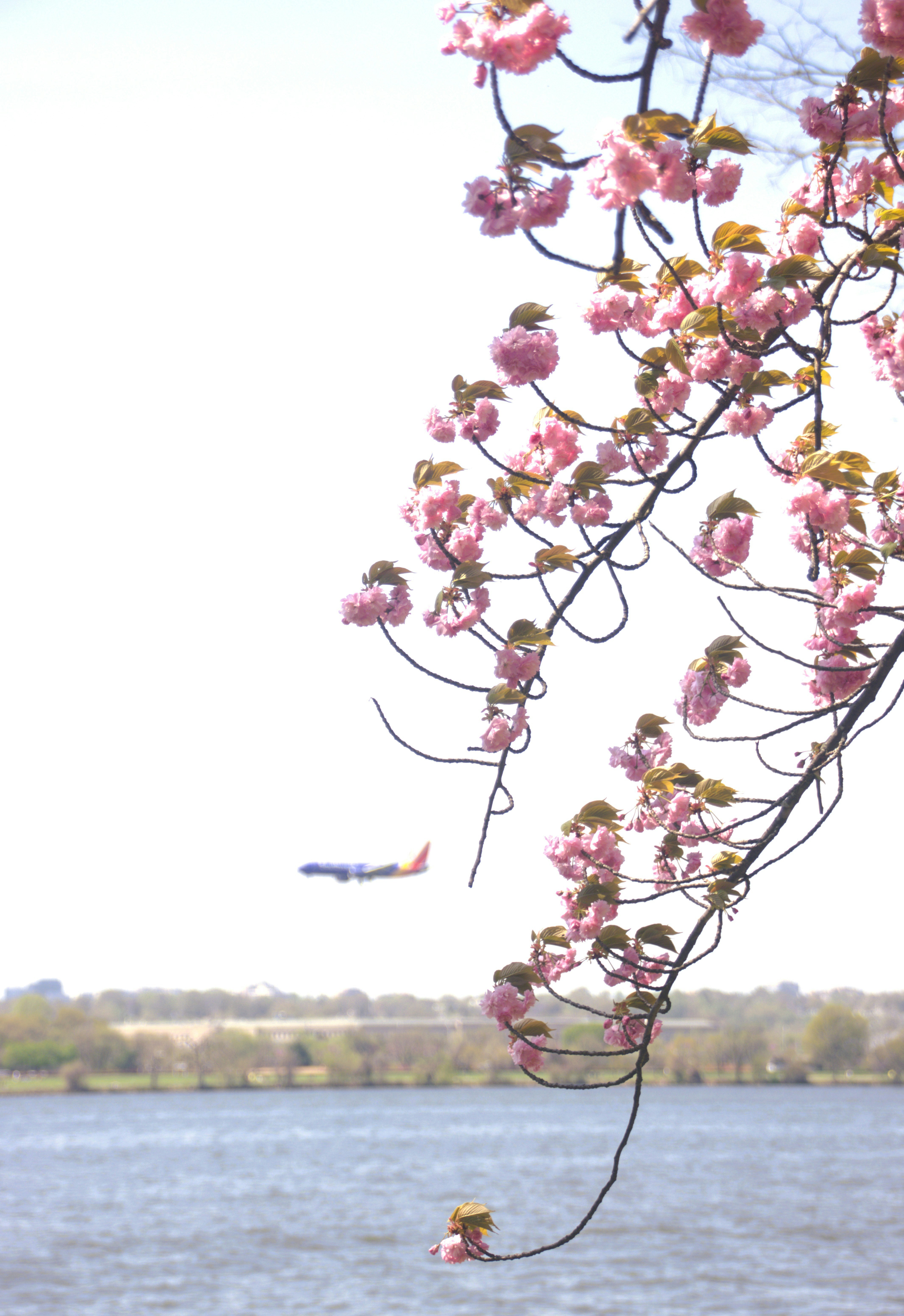 Pink cherry blossoms frame airplane flying over water