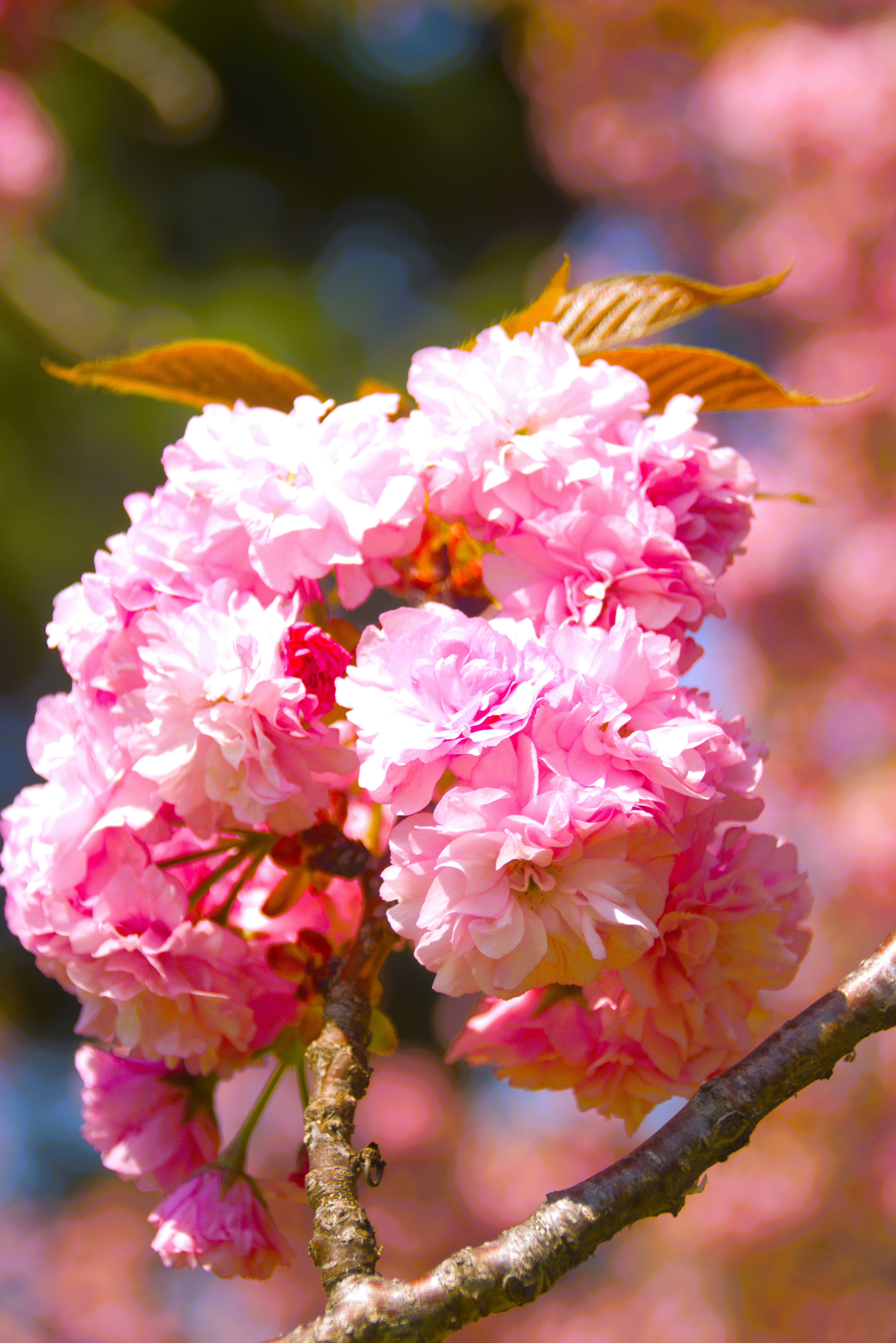 Close-up of pink cherry blossoms on a branch