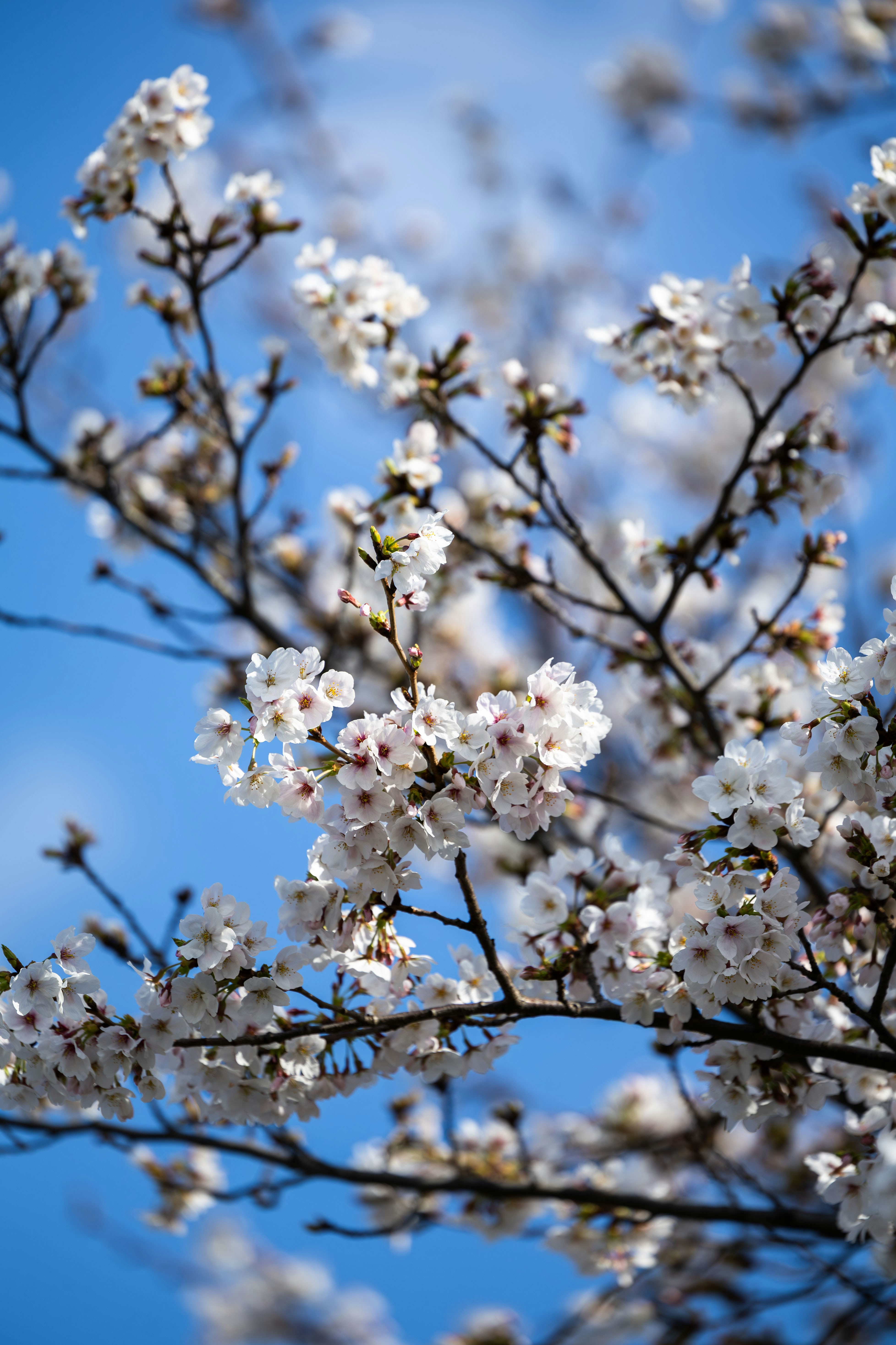 Photo by yangluhan091