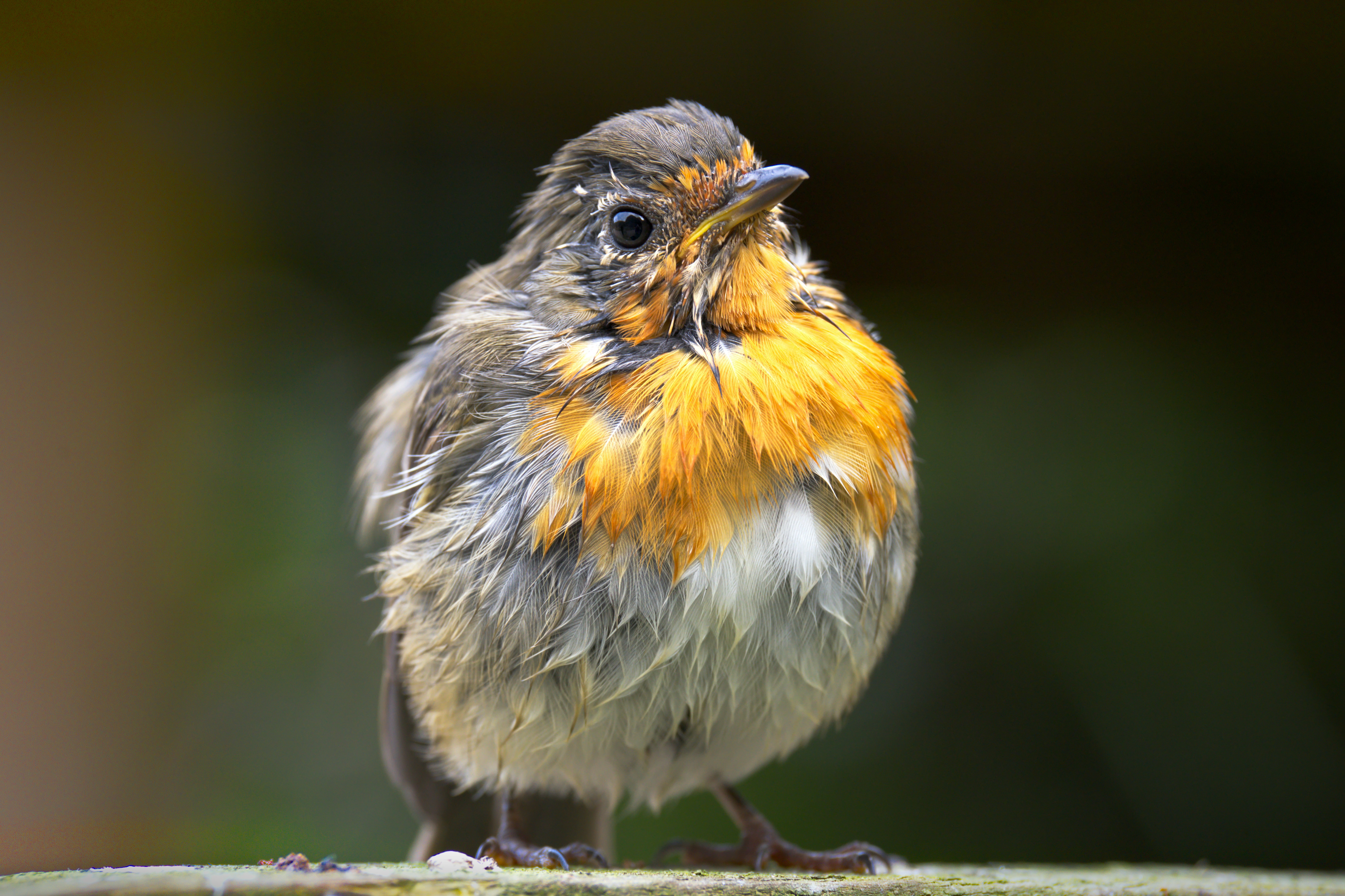 Ein flauschiges Rotkehlchen mit orangefarbenen Brustfedern
