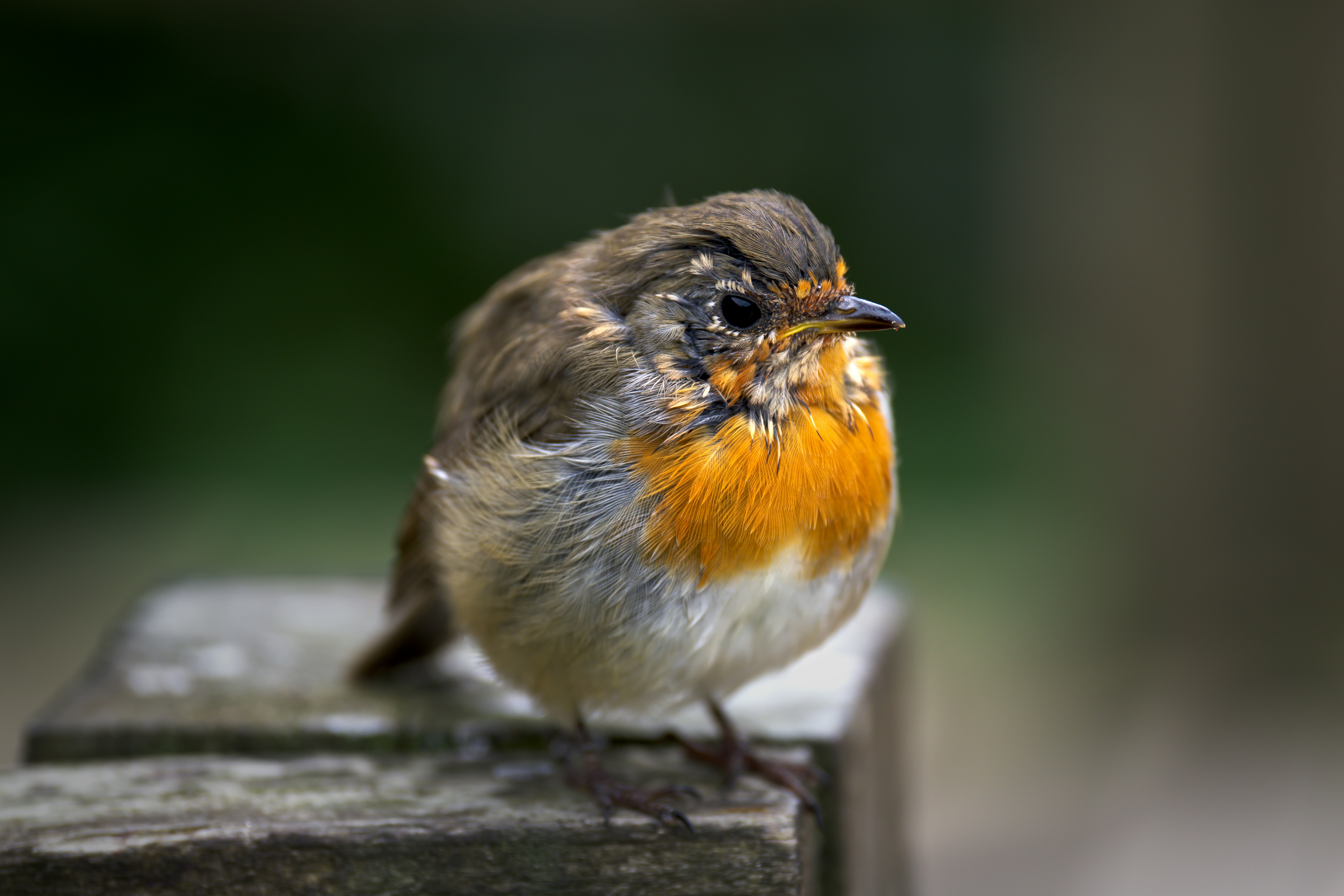 Ein kleiner Rotkehlvogel mit orangefarbenen Brustfedern
