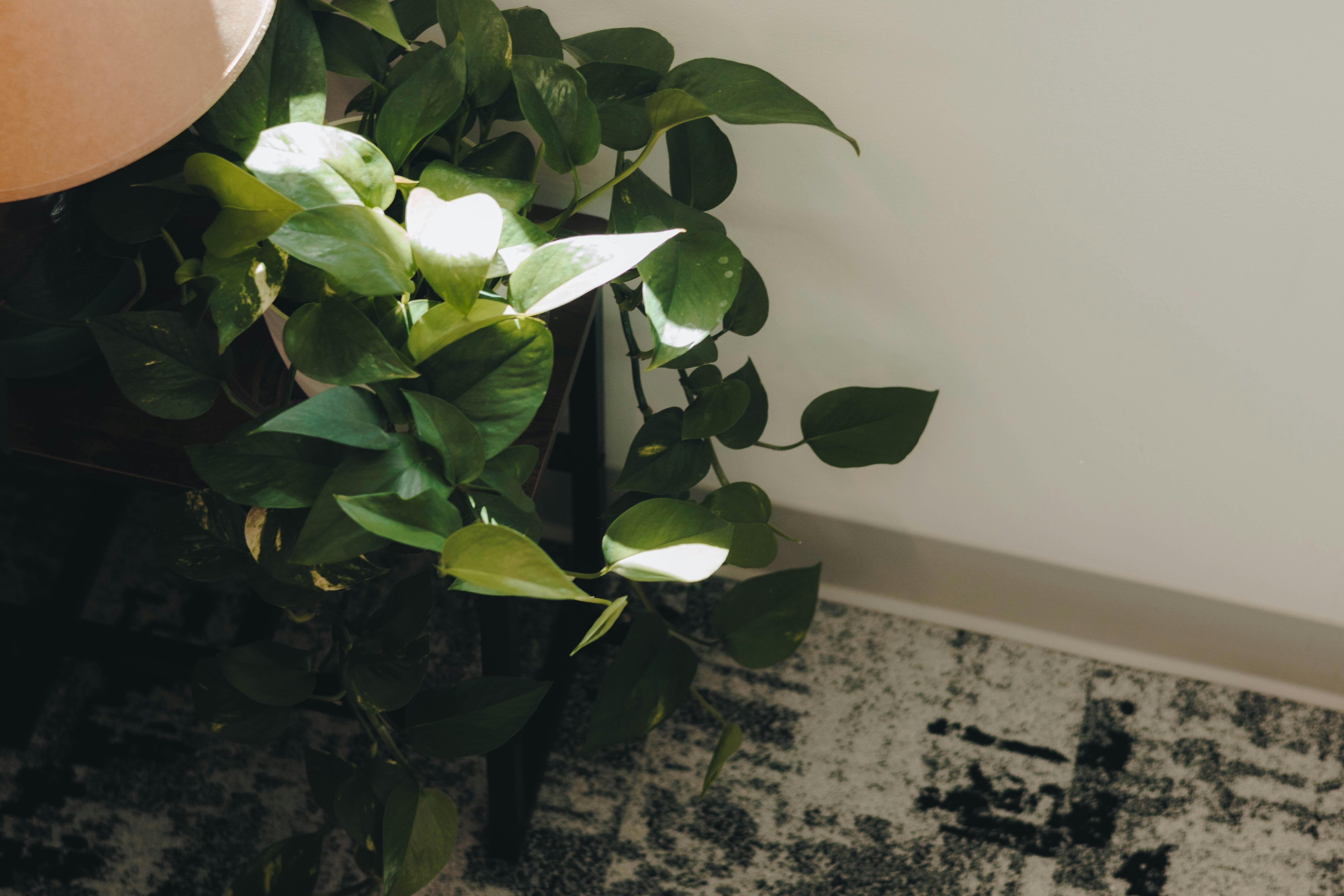 trailing pothos plant with dark green heart-shaped leaves cascading from a pot on an apartment floor beside a grey rug