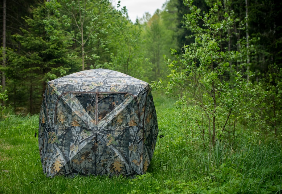 Ponderosa pine forest in the Black Hills of South Dakota prime deer hunting country