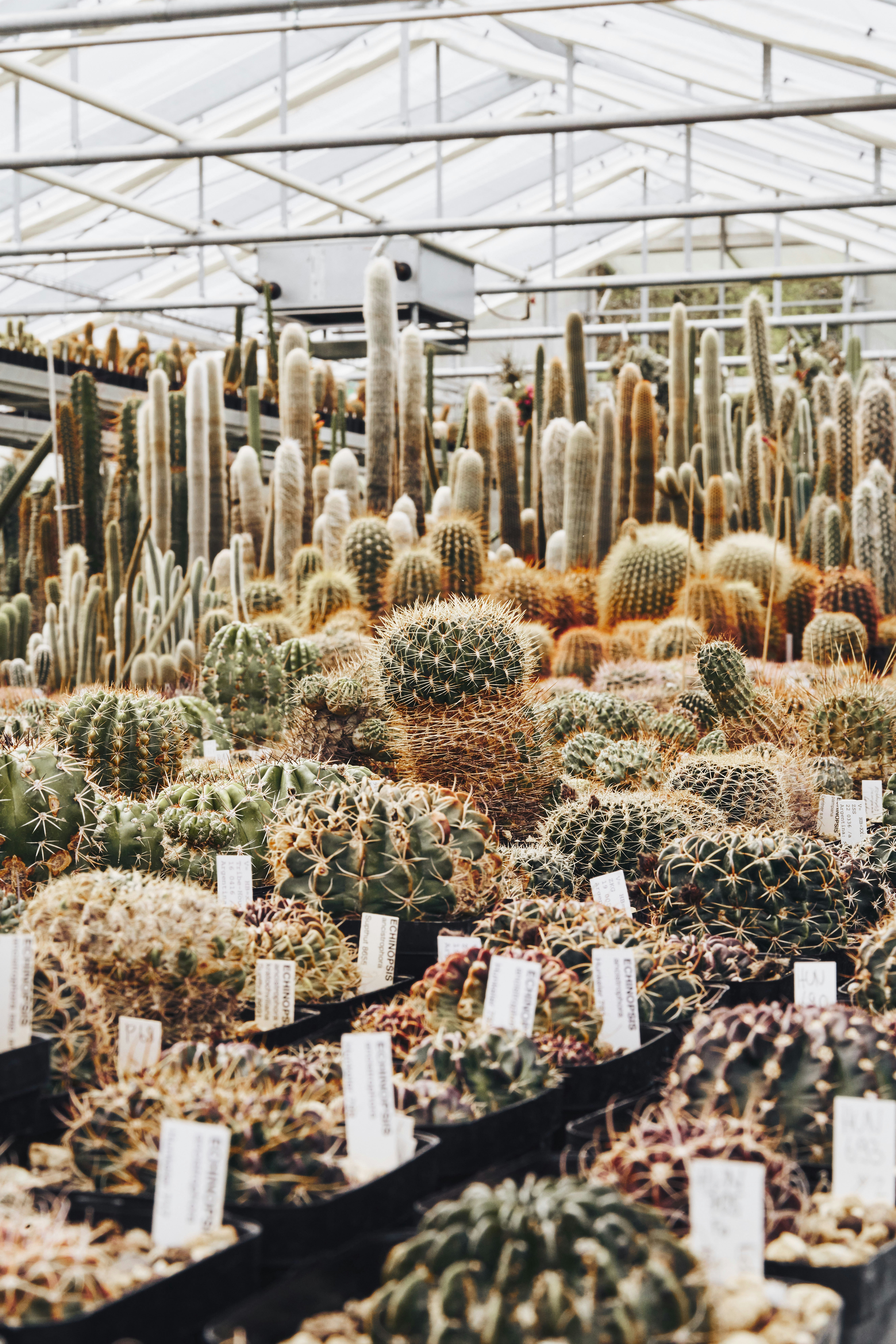 Photo by travelalphawolf