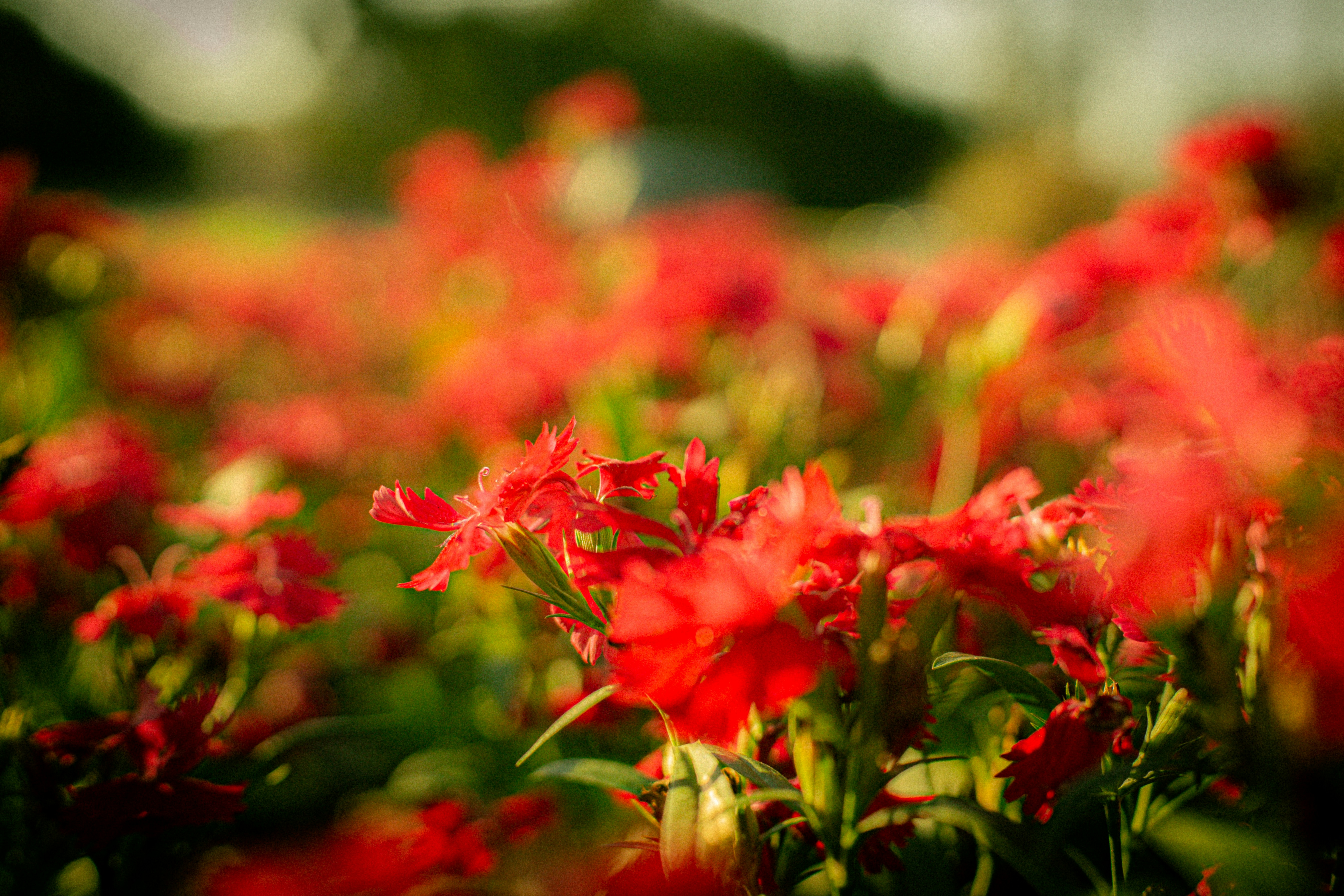 A field of vibrant red flowers in soft focus