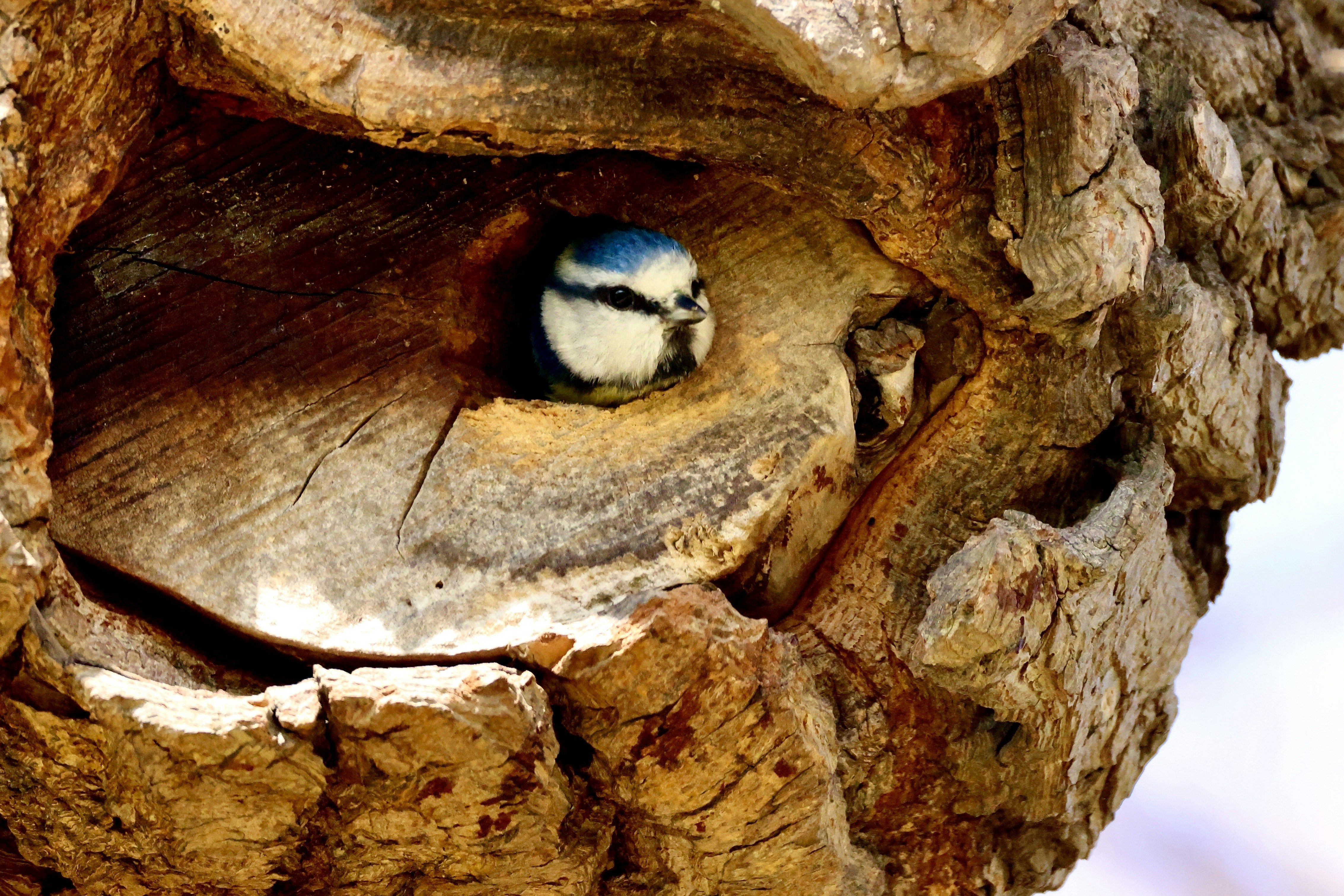 A blue tit peeking from a tree hollow