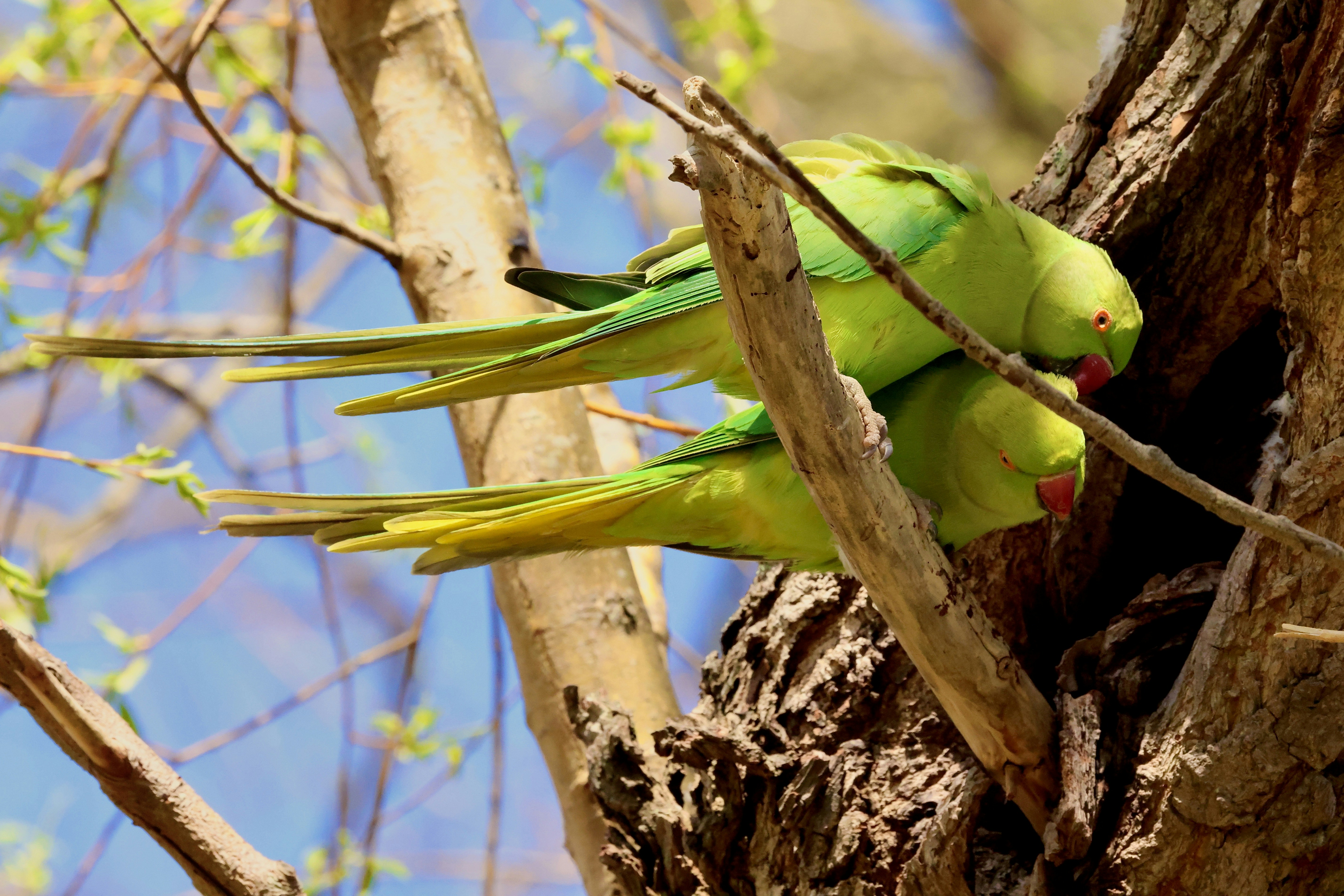 Two green parrots perched on a tree branch