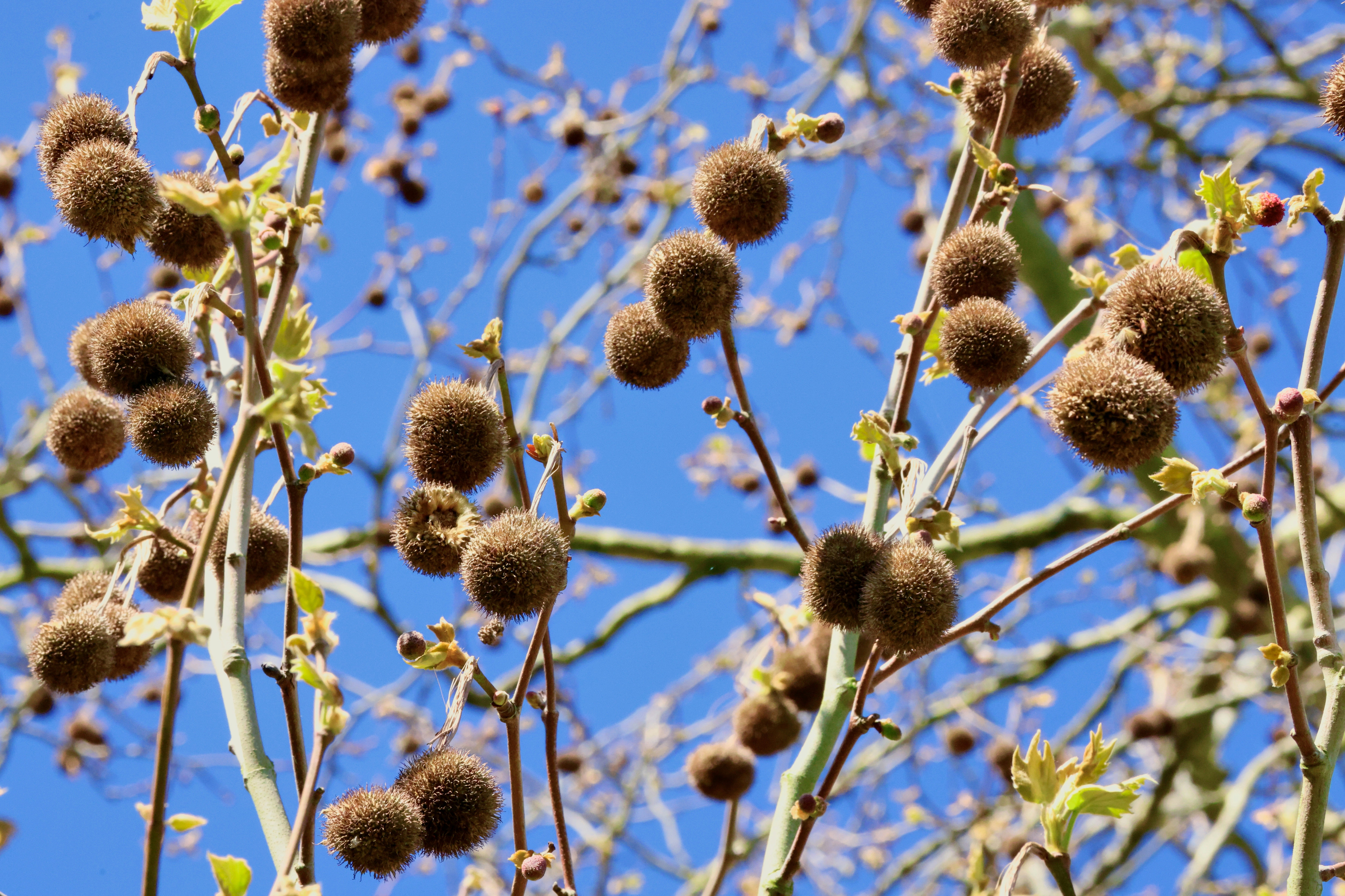 Brown fuzzy seed pods on tree branches against blue sky