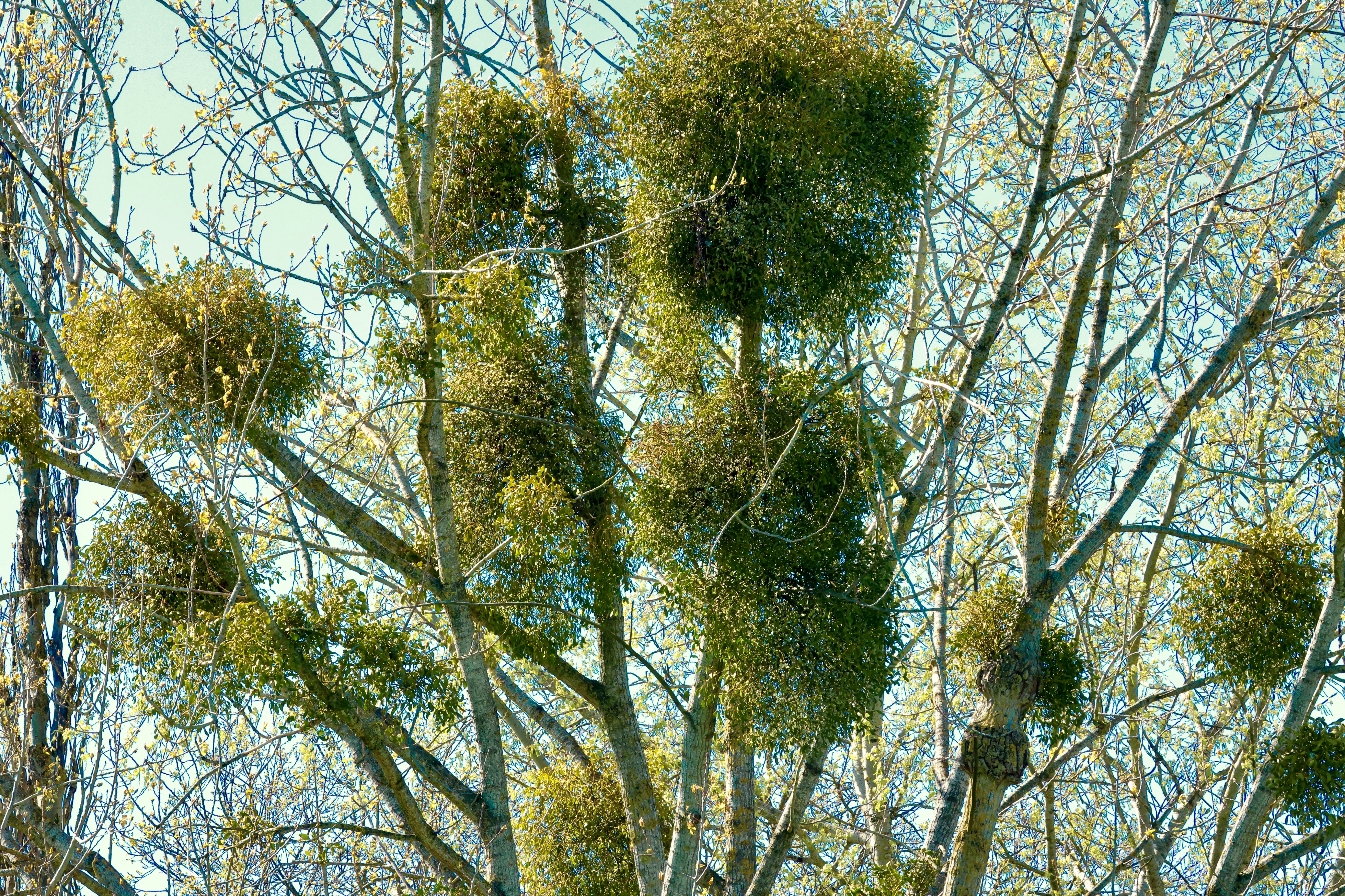 Mistletoe growing on bare tree branches in winter