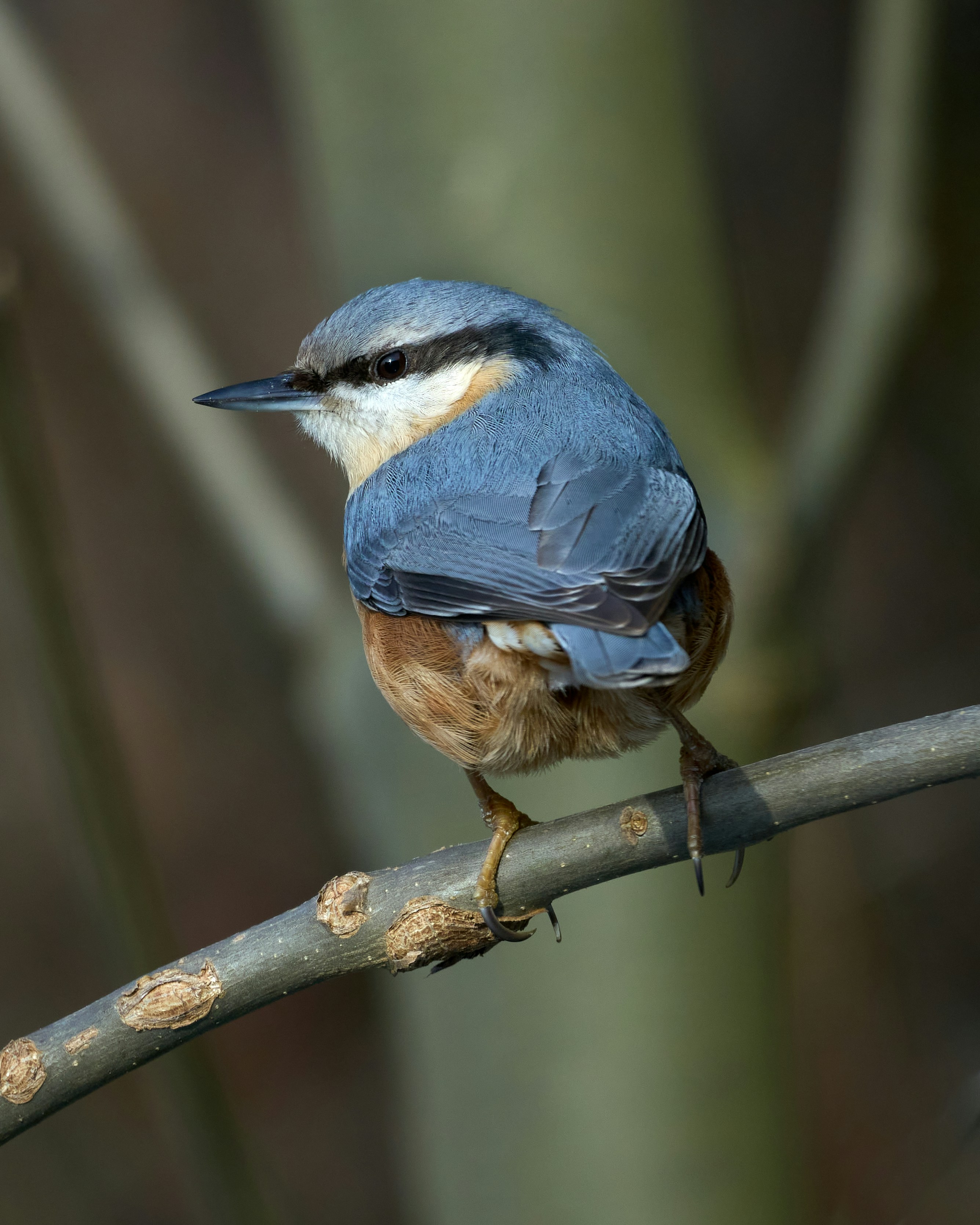 A nuthatch perched on a tree branch