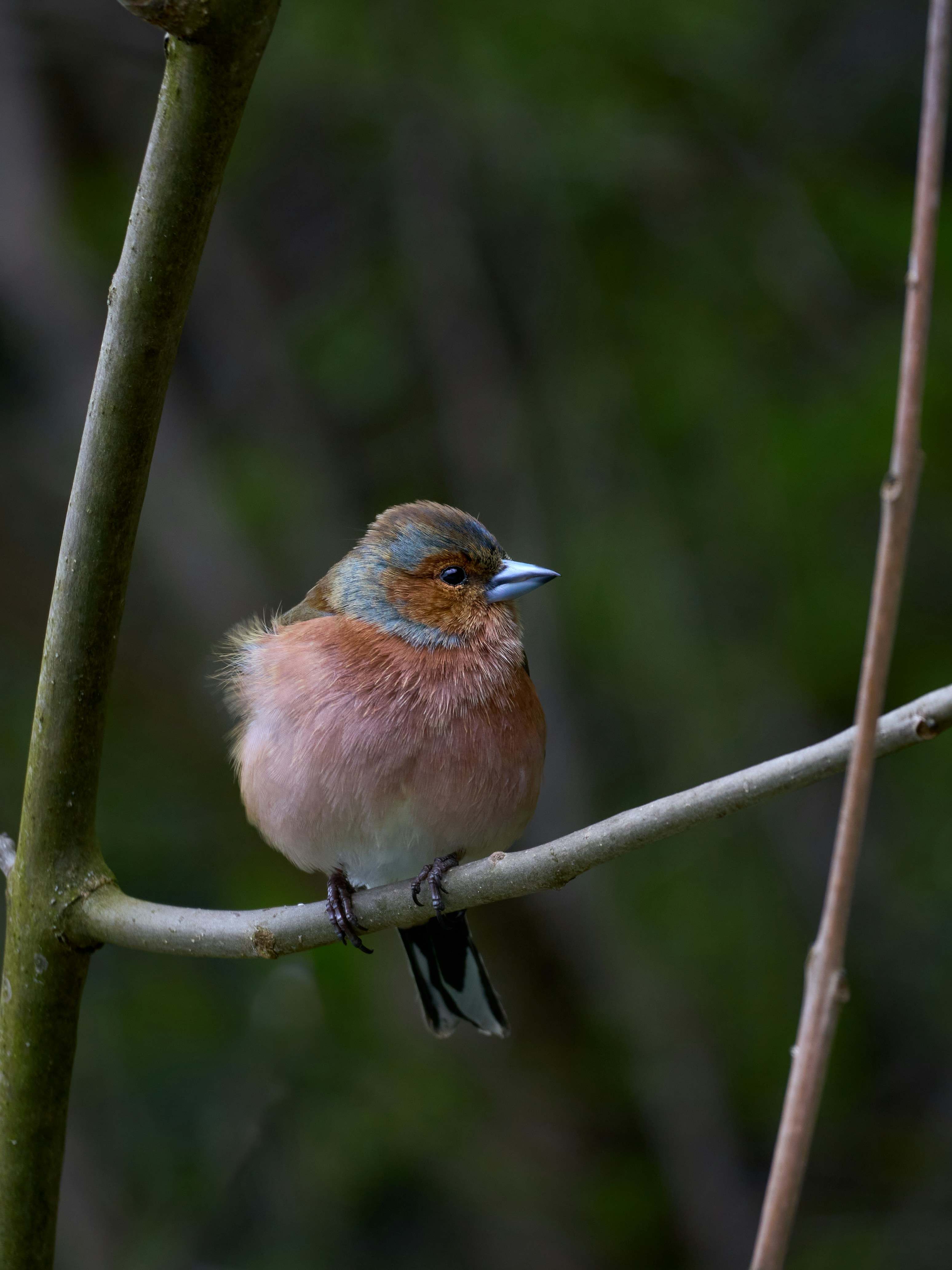 A small bird perched on a tree branch