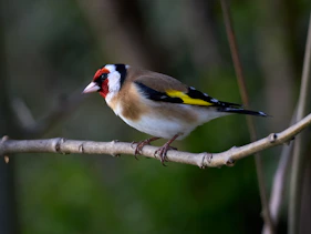 A european goldfinch perched on a tree branch.