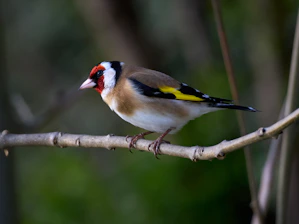 A european goldfinch perched on a tree branch.
