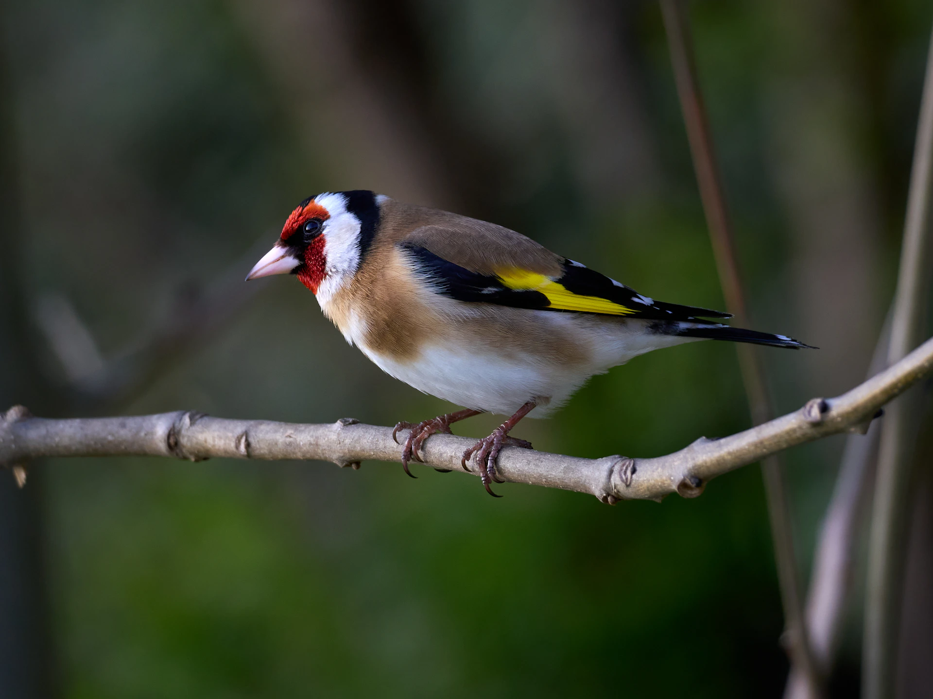 A european goldfinch perched on a tree branch.