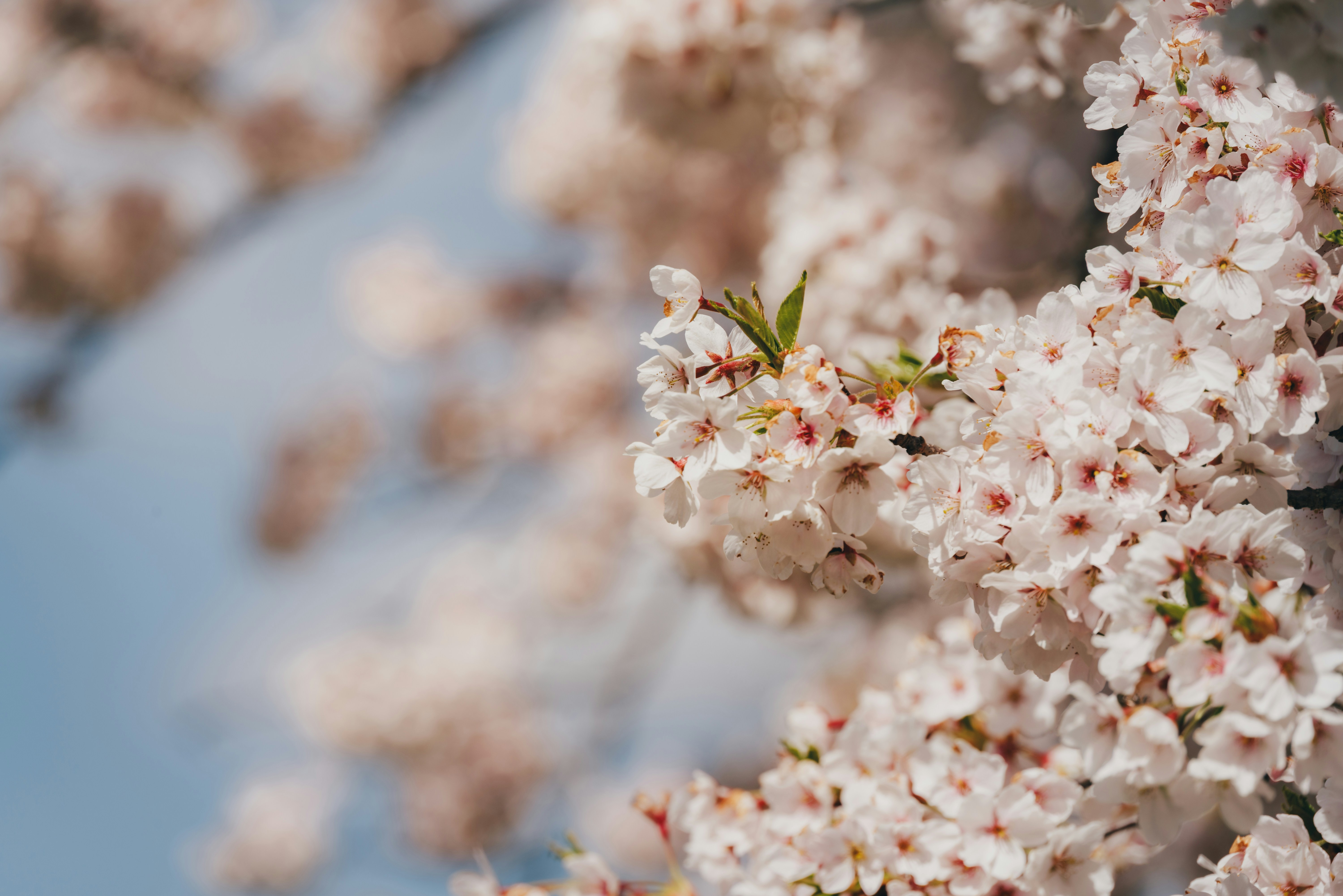 Close-up of delicate pink cherry blossoms against a blue sky.