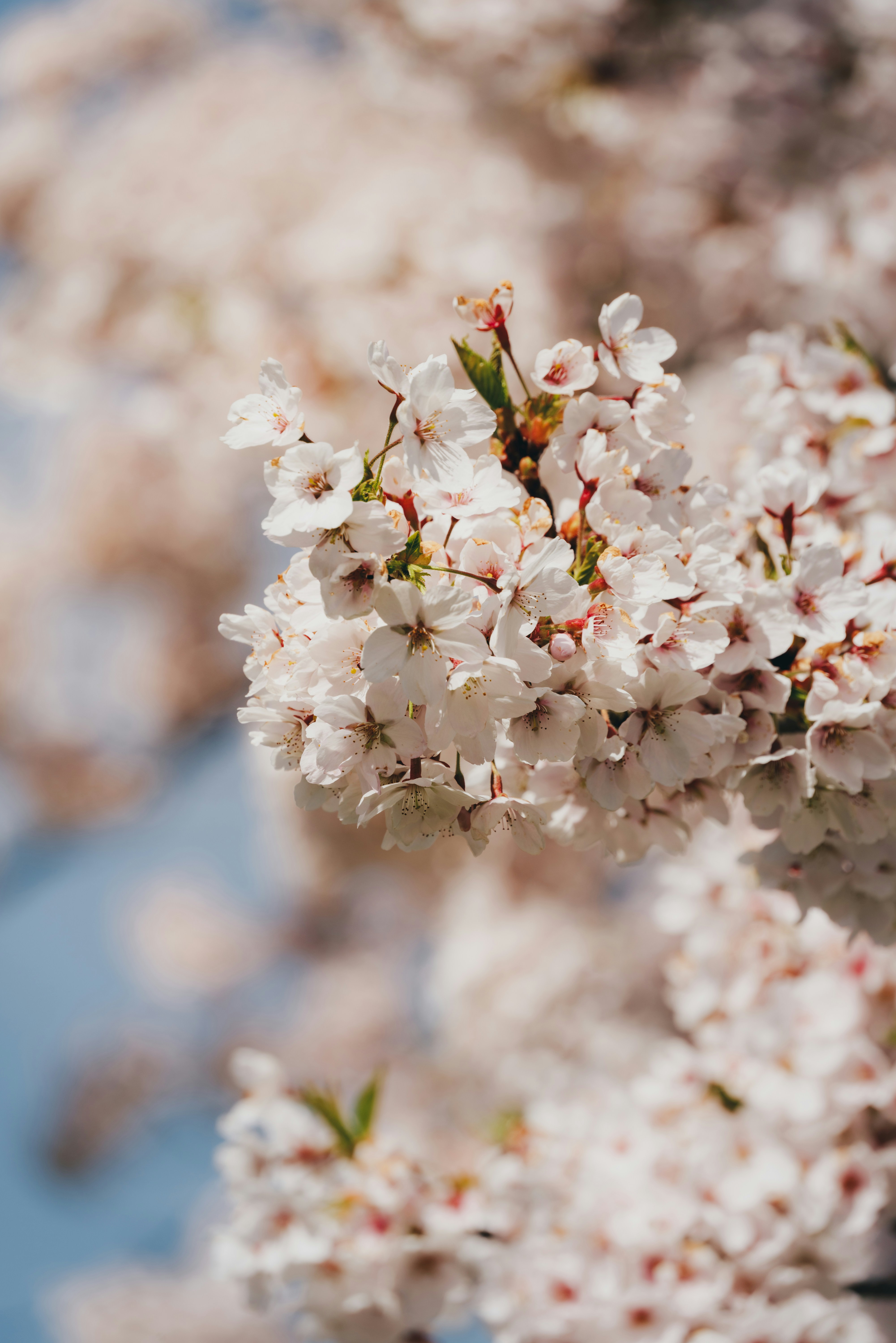 Photo by danielsessler