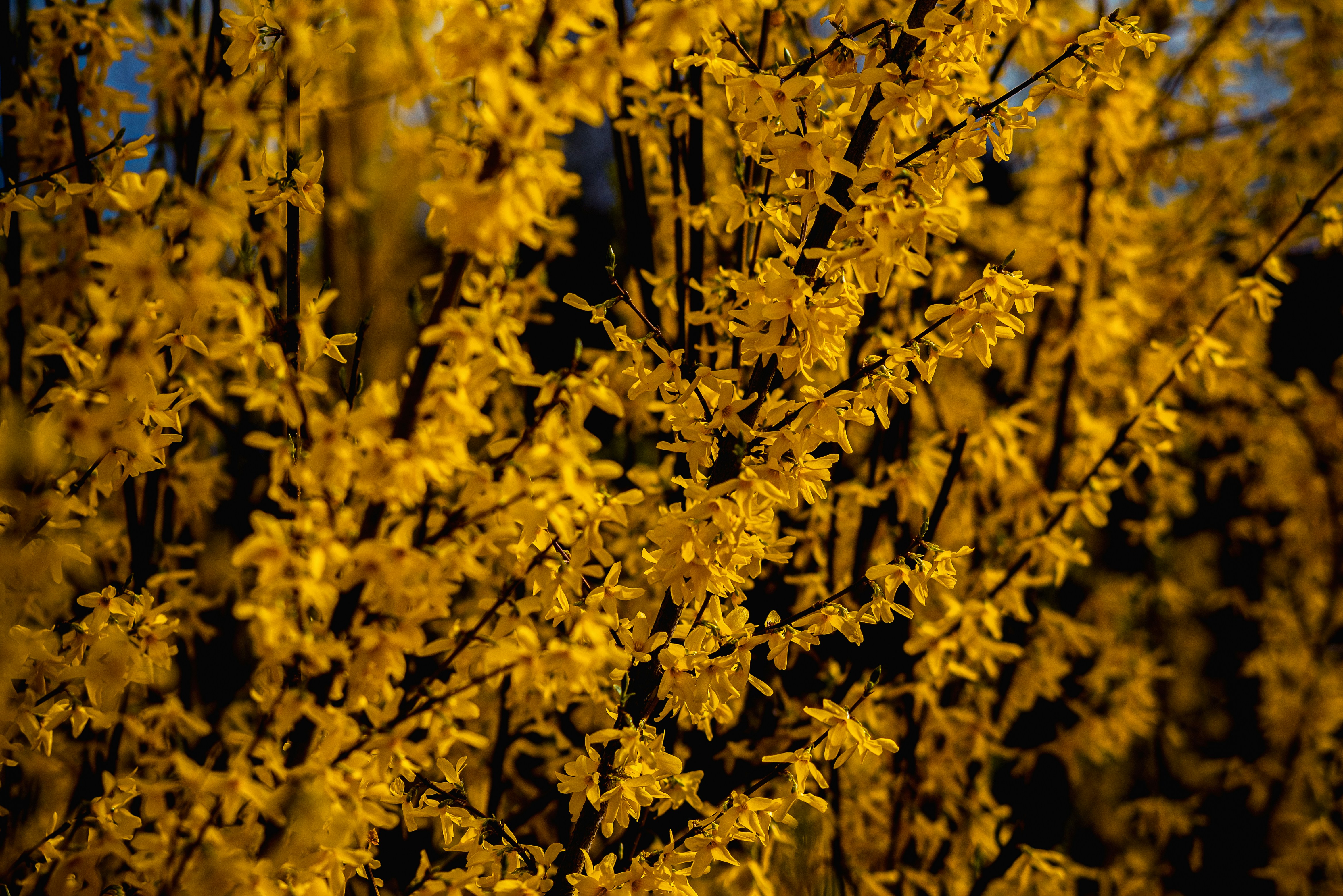Un primo piano dei fiori di forsizia giallo brillante in fiore.