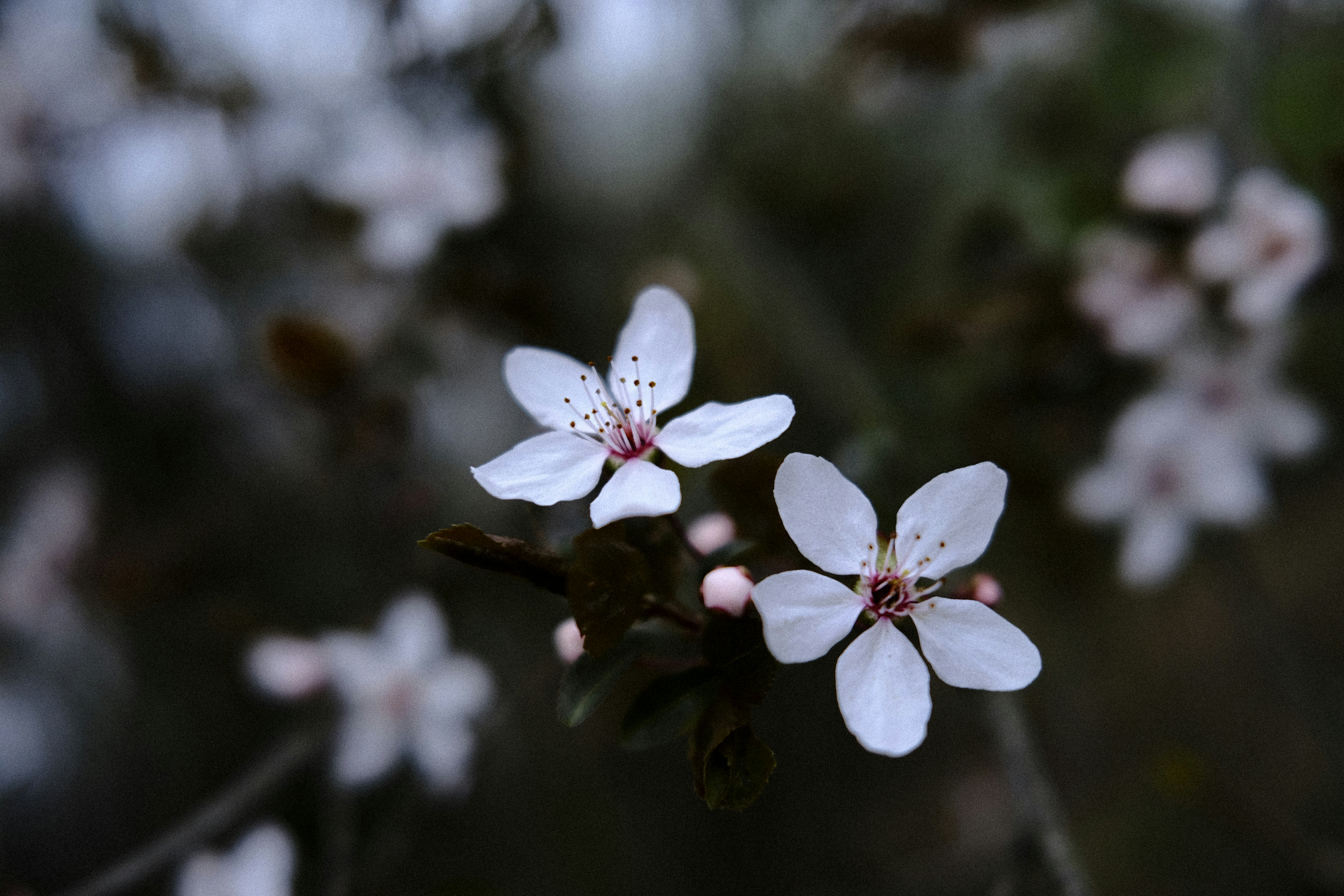 Delicati fiori bianchi su uno sfondo scuro