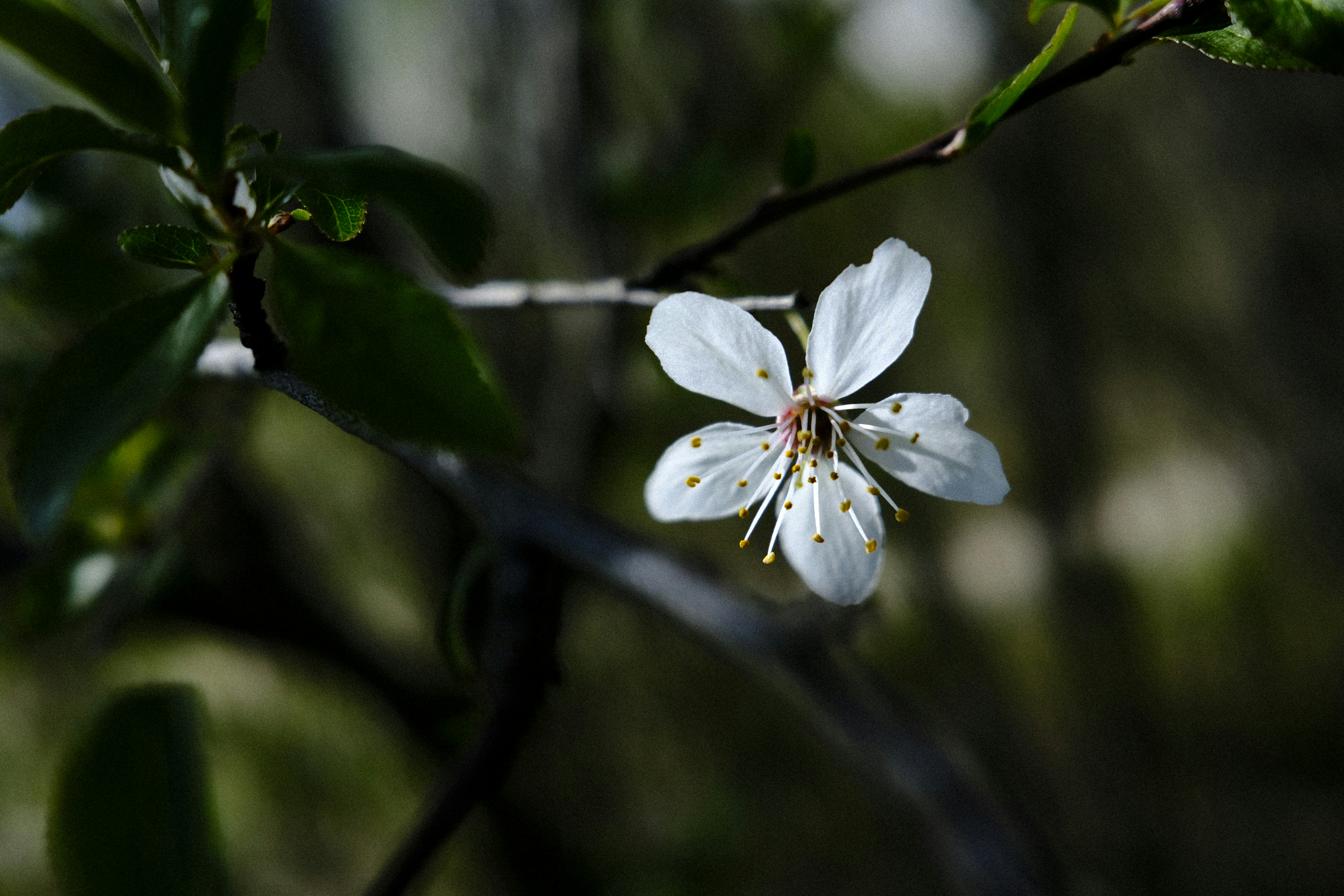 Un delicato fiore bianco sboccia su un ramo d'albero.