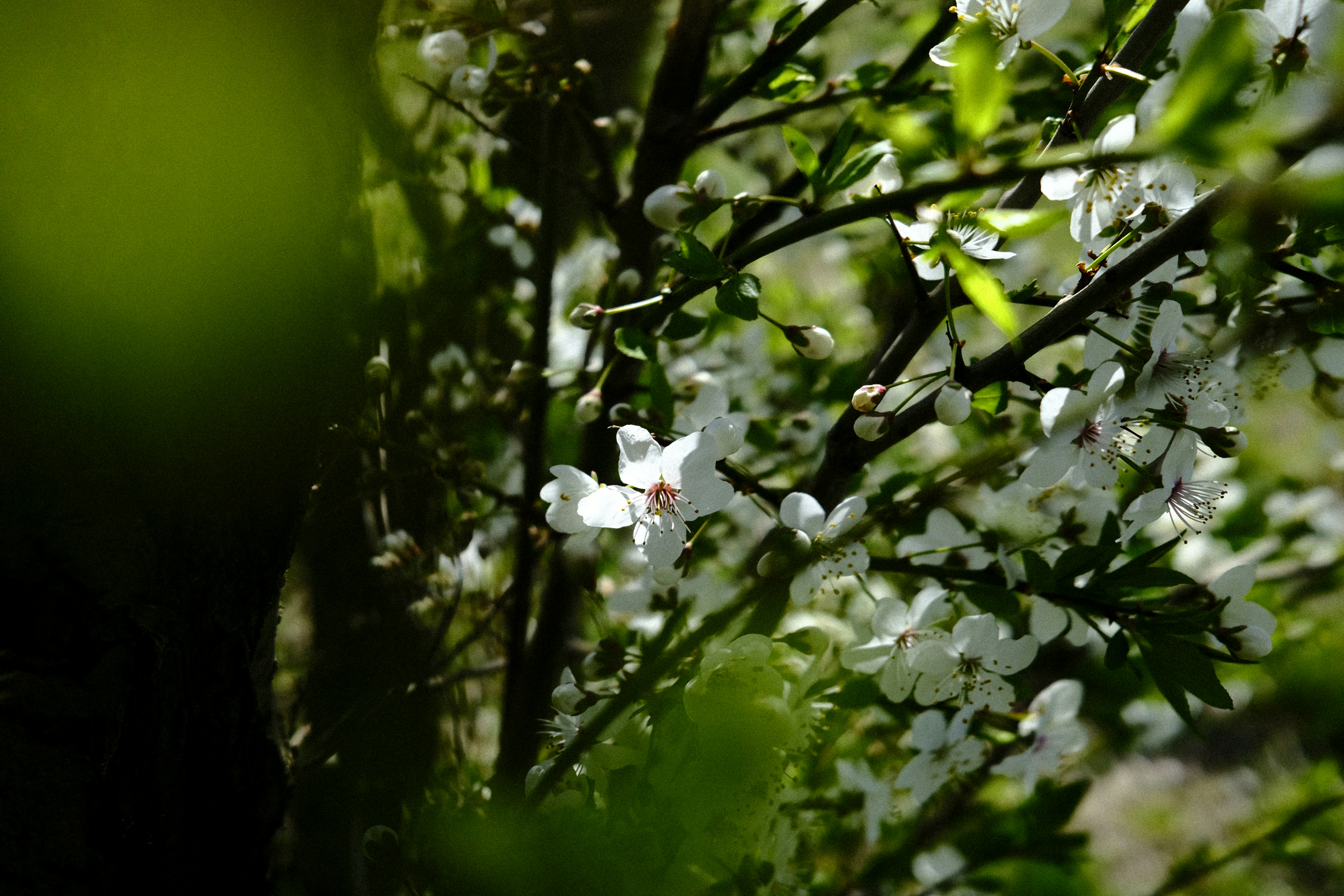 Delicati fiori bianchi su un ramo d'albero