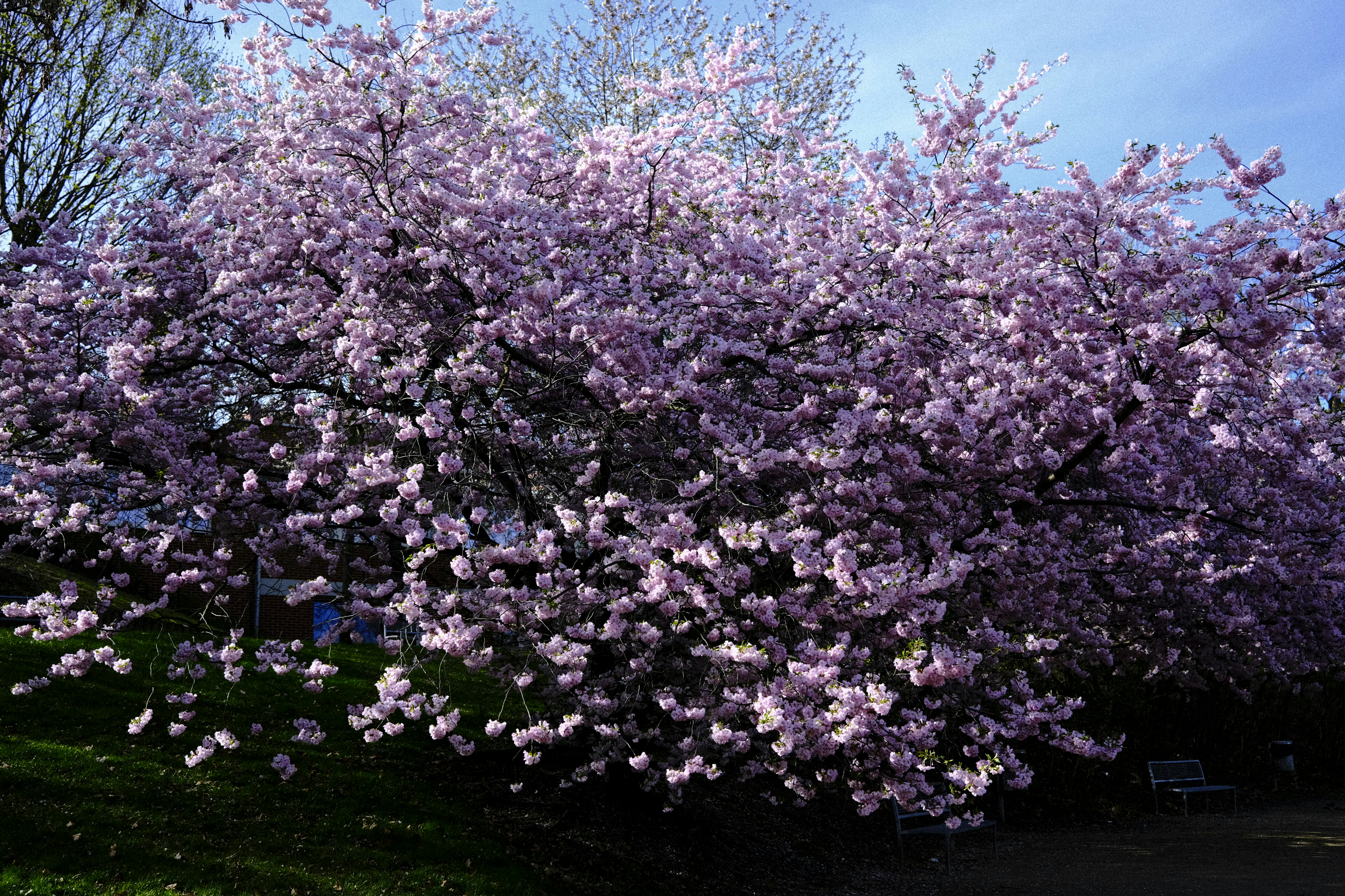 Un ciliegio in fiore in fiore