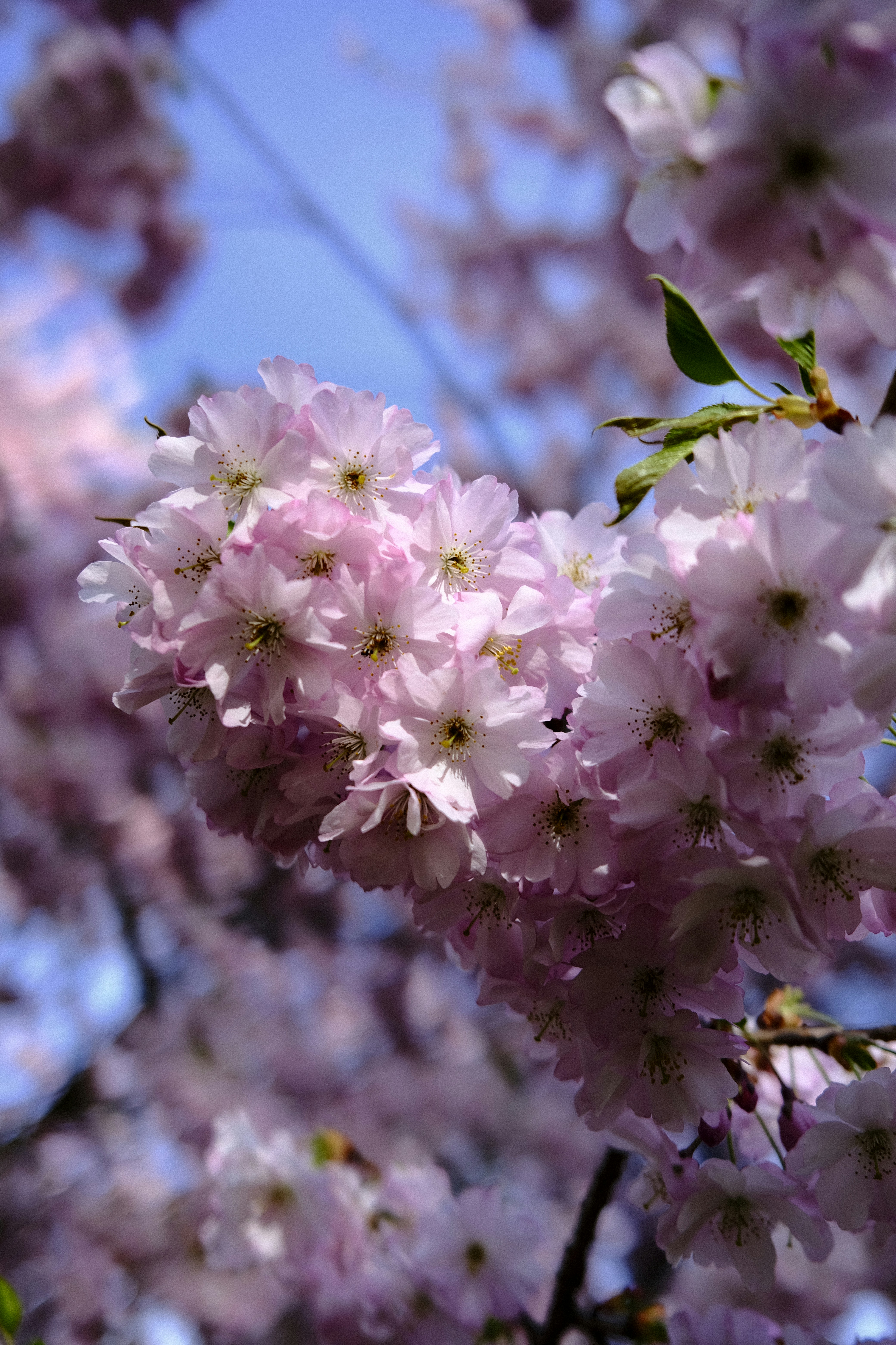 Delicati fiori rosa di ciliegio contro un cielo azzurro