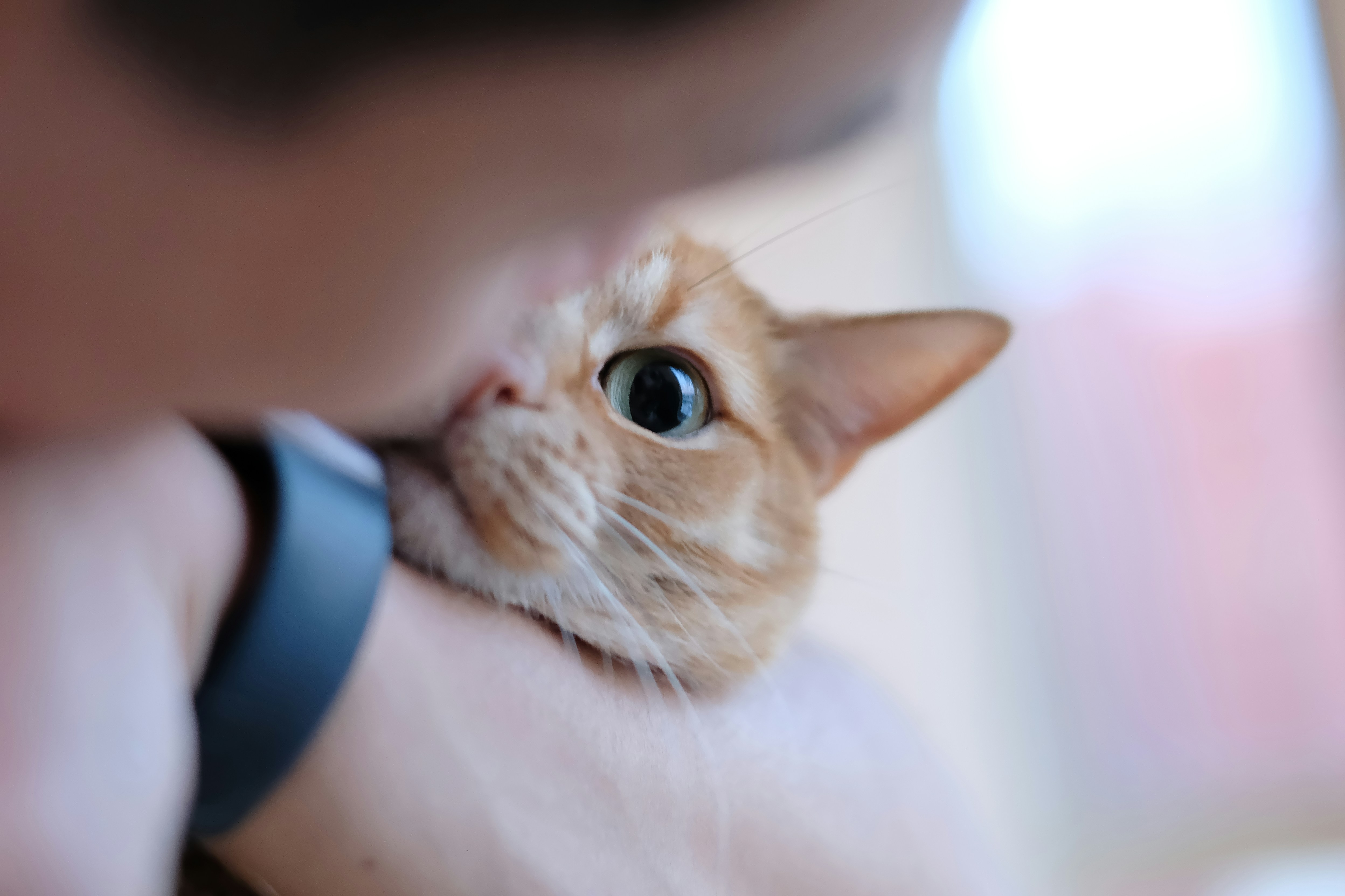 Gato laranja espiando por trás do braço de uma pessoa