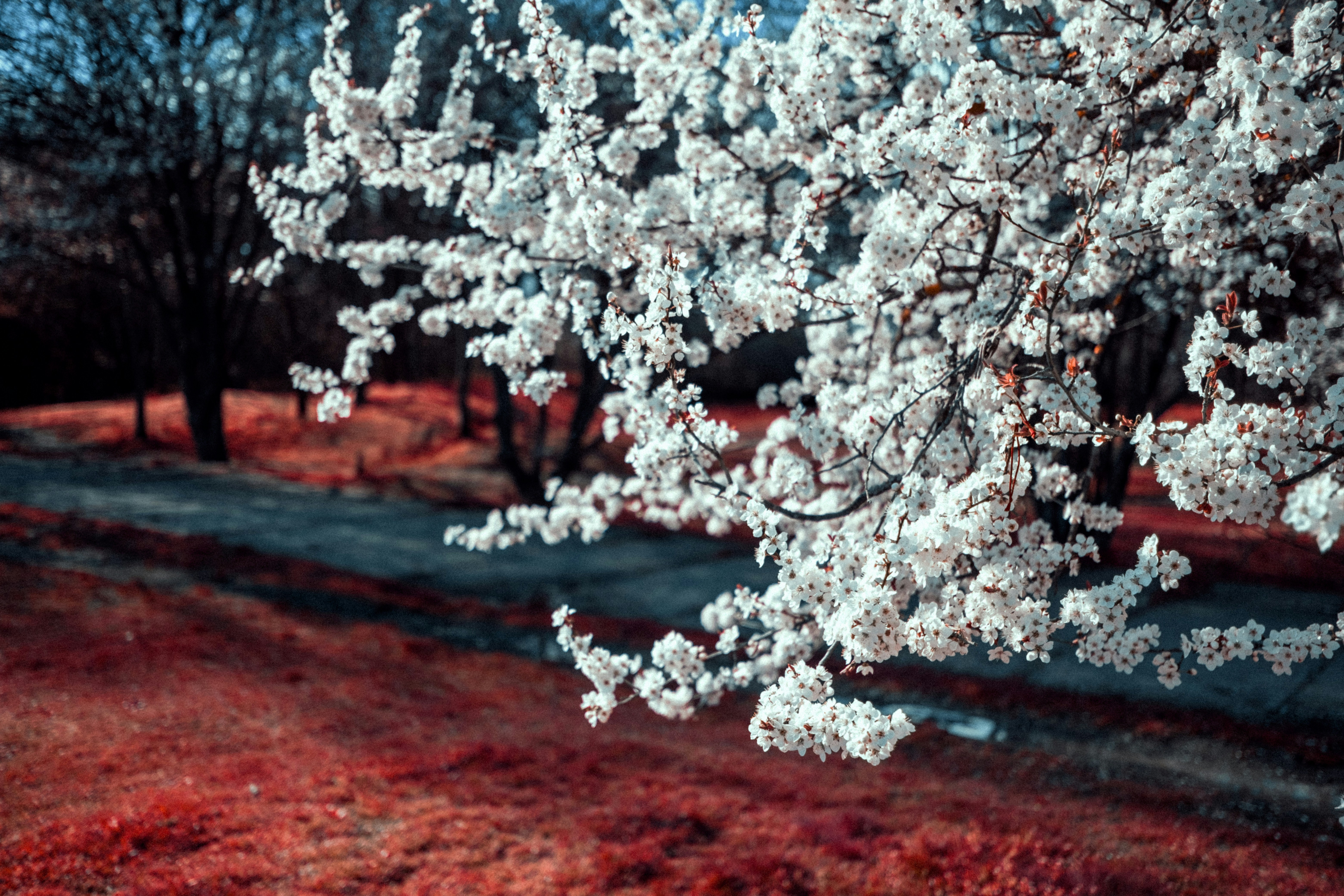 White blossoms on a tree branch in spring.