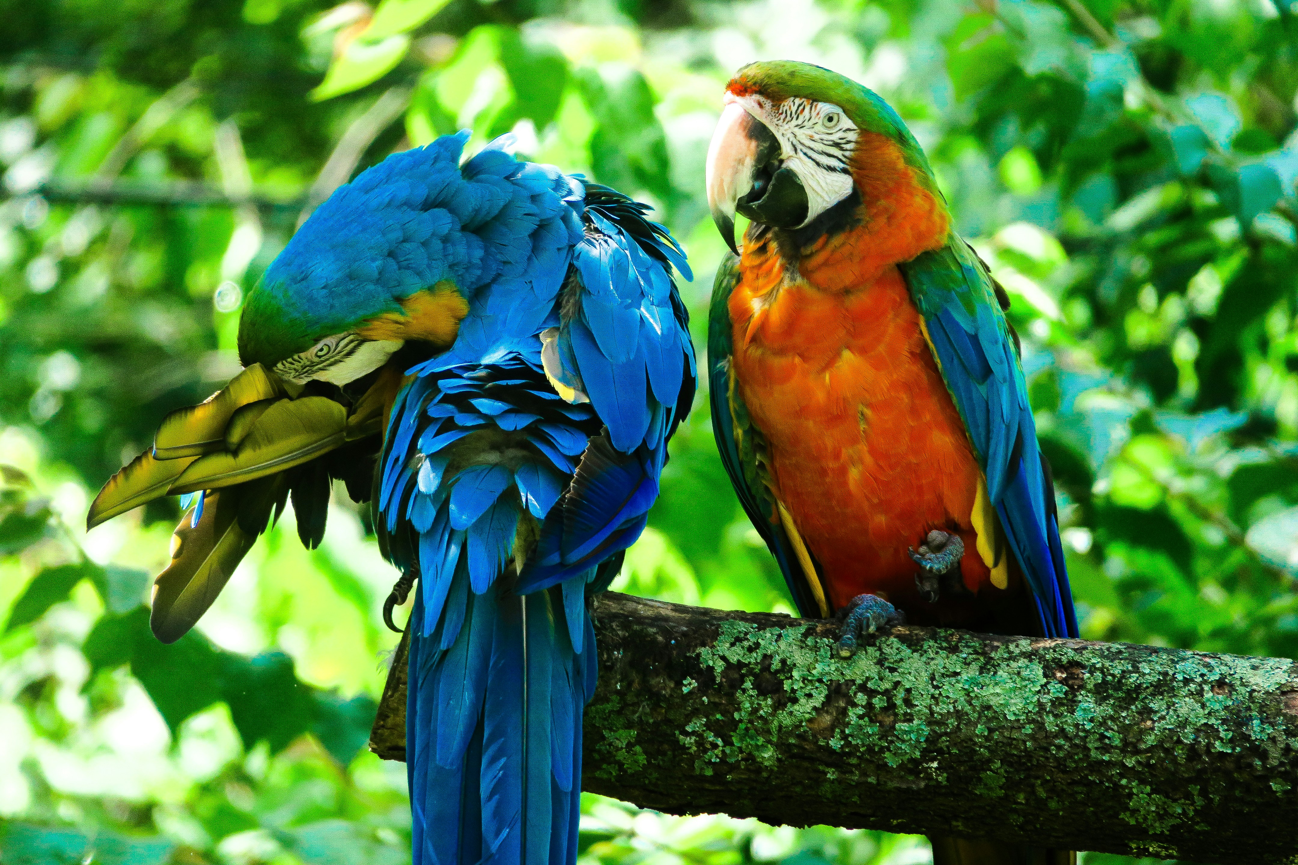 Parrot Training Basics