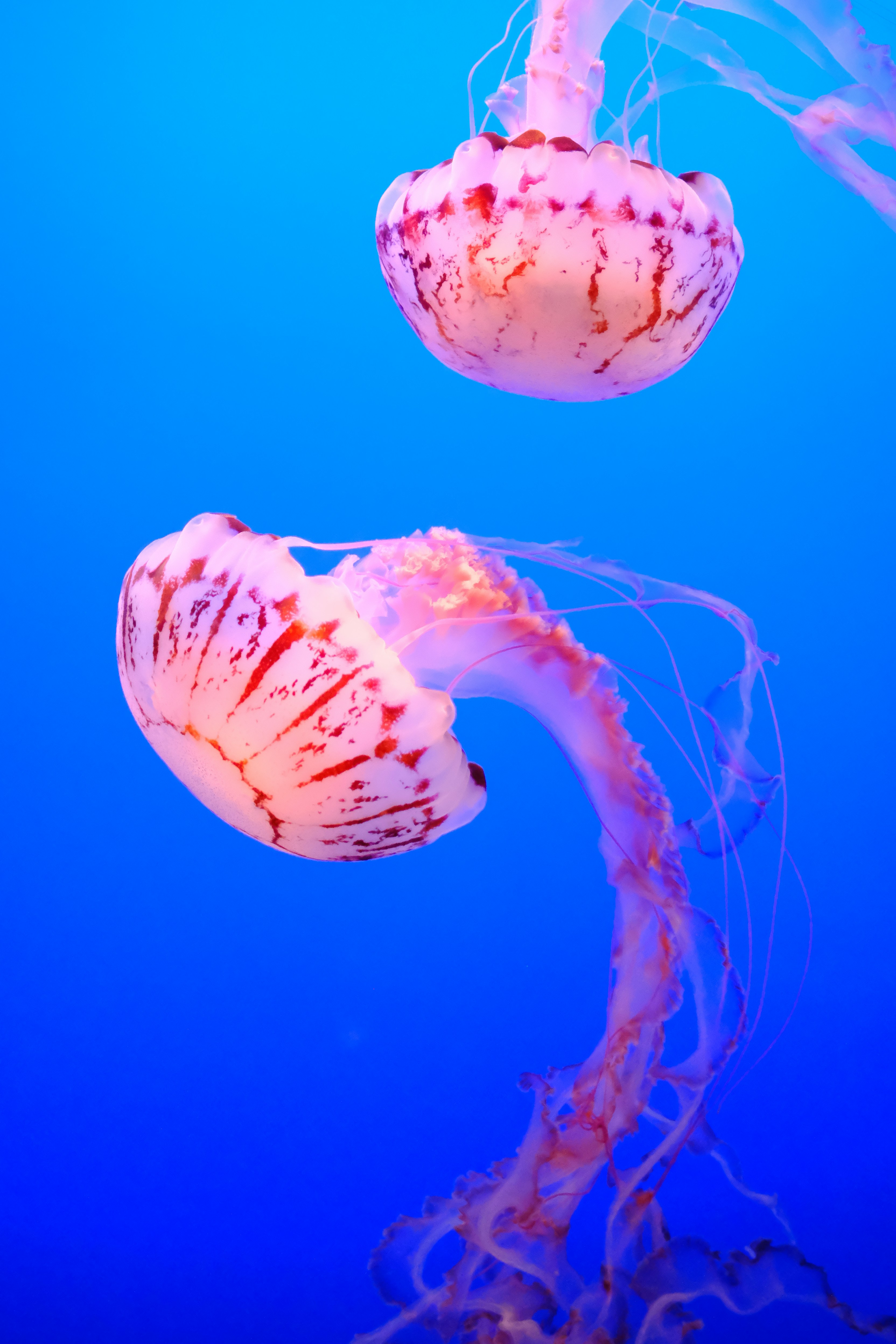 Two jellyfish with pink stripes swim in blue water