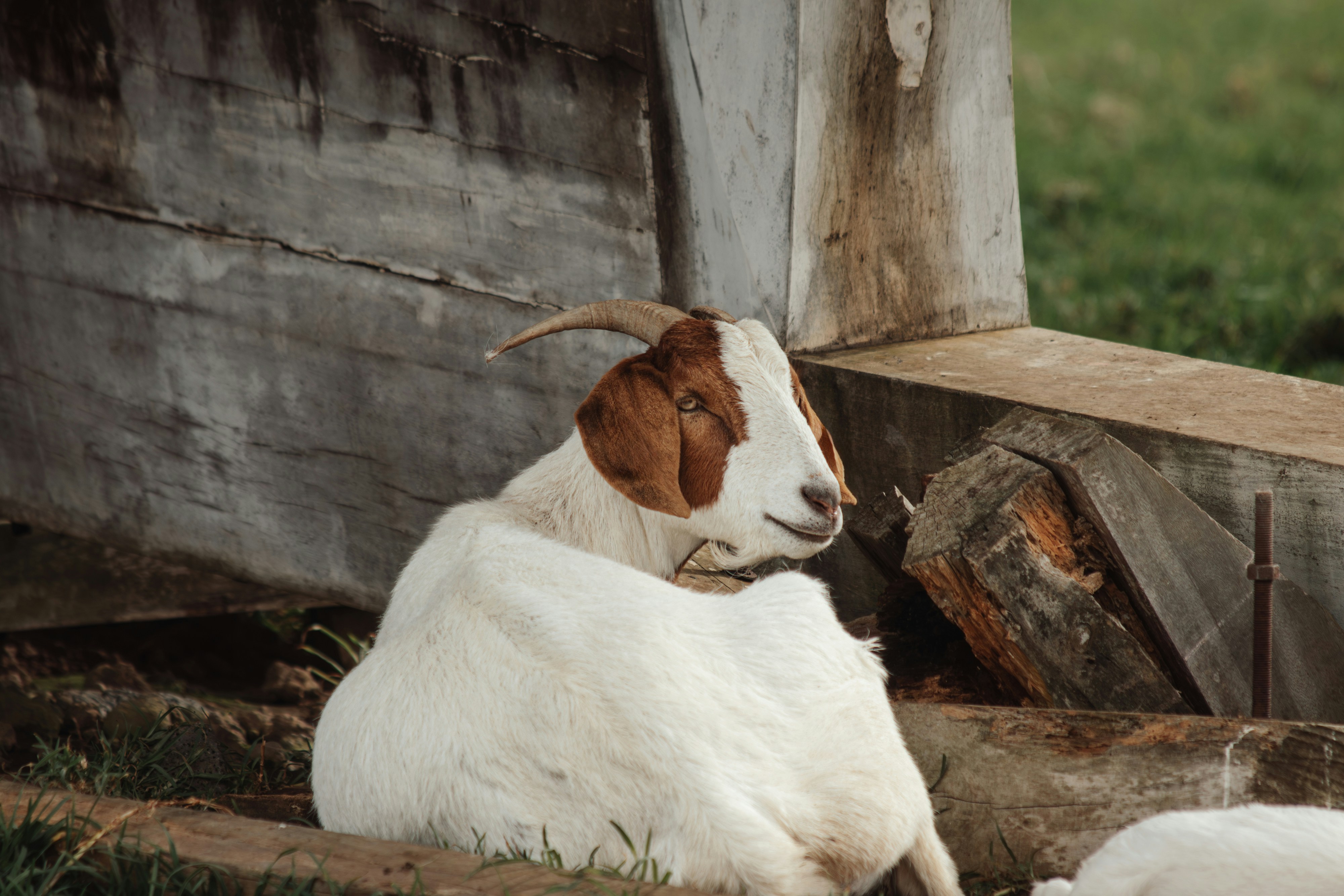 A white and brown goat rests near a wooden structure.