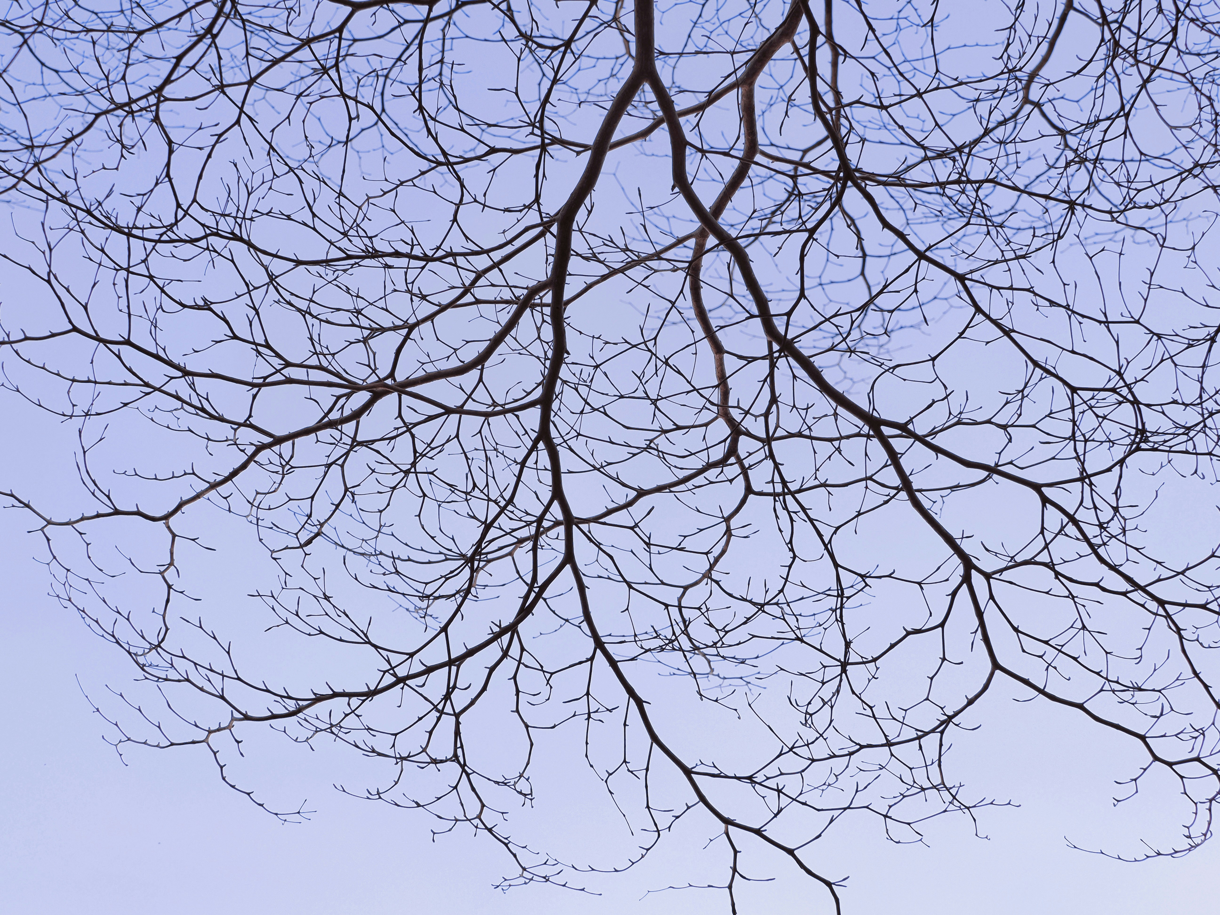 Des branches nues d’arbres contre un ciel bleu pâle