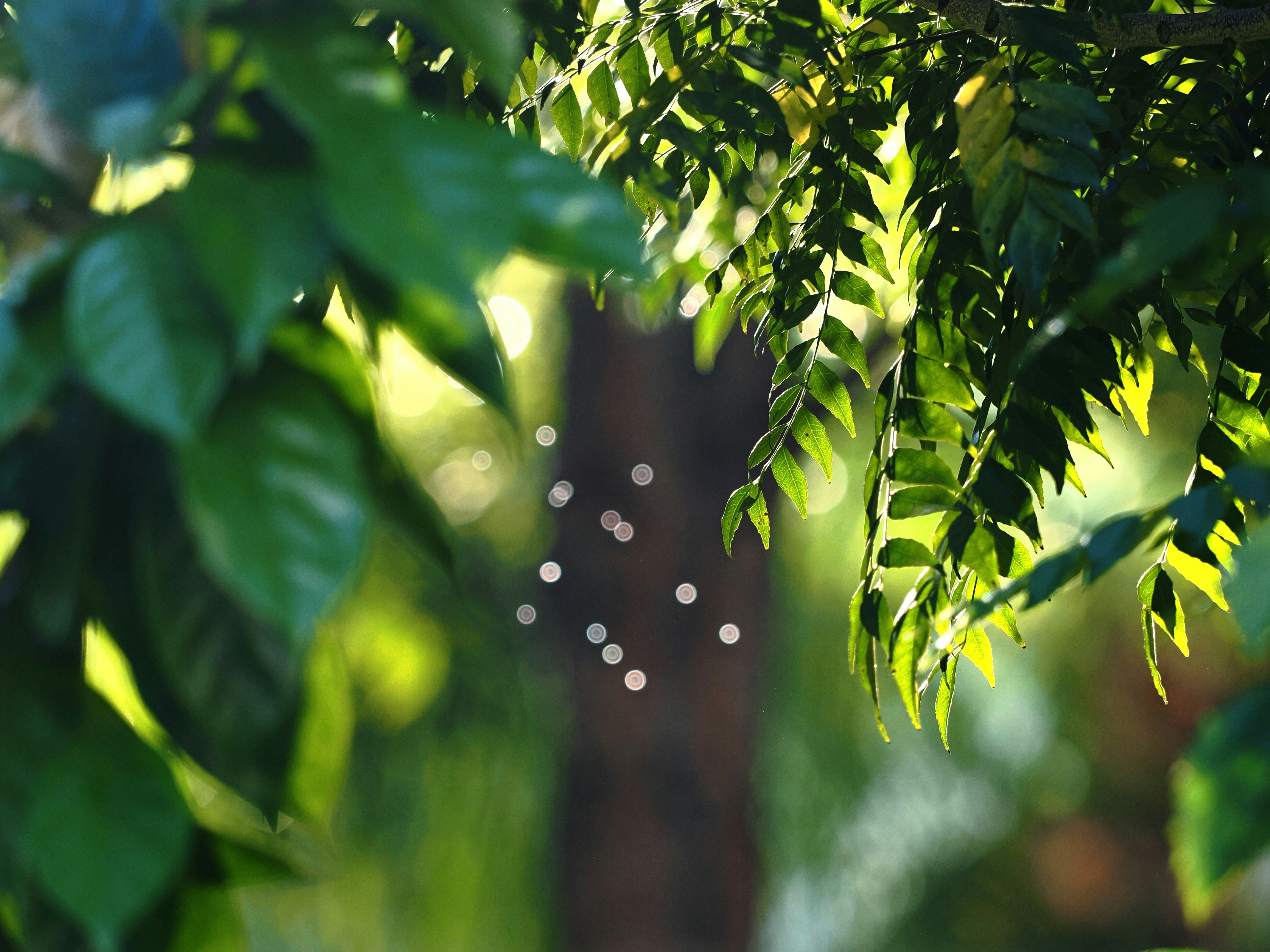 La luce del sole che filtra attraverso le foglie verdi in una foresta