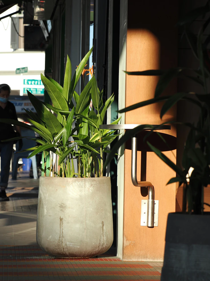 Large Tropical Outdoor Plant in Patio Garden Decor 2026