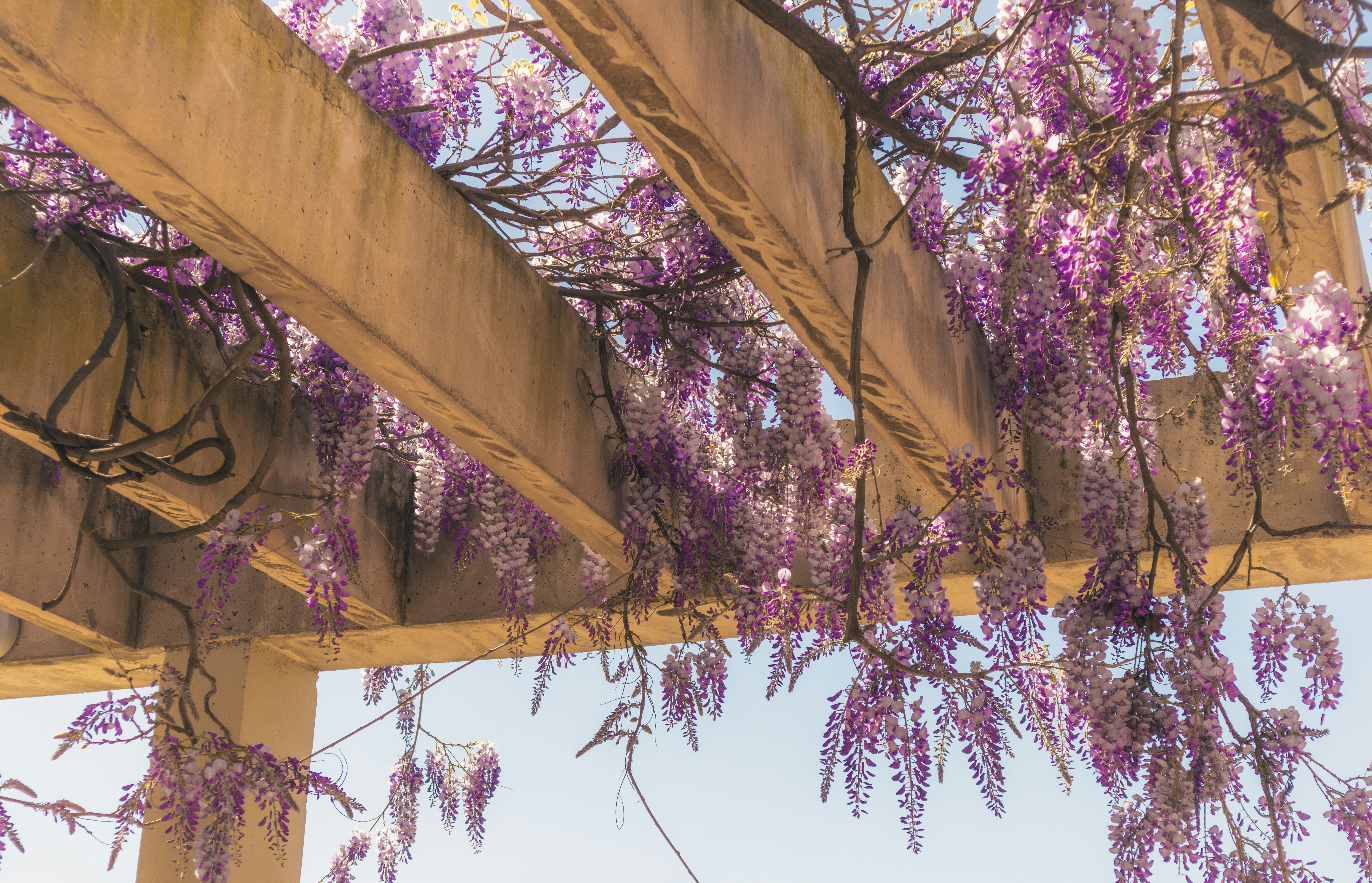 Lila Glyzinienblüten hängen an einer hölzernen Pergola.