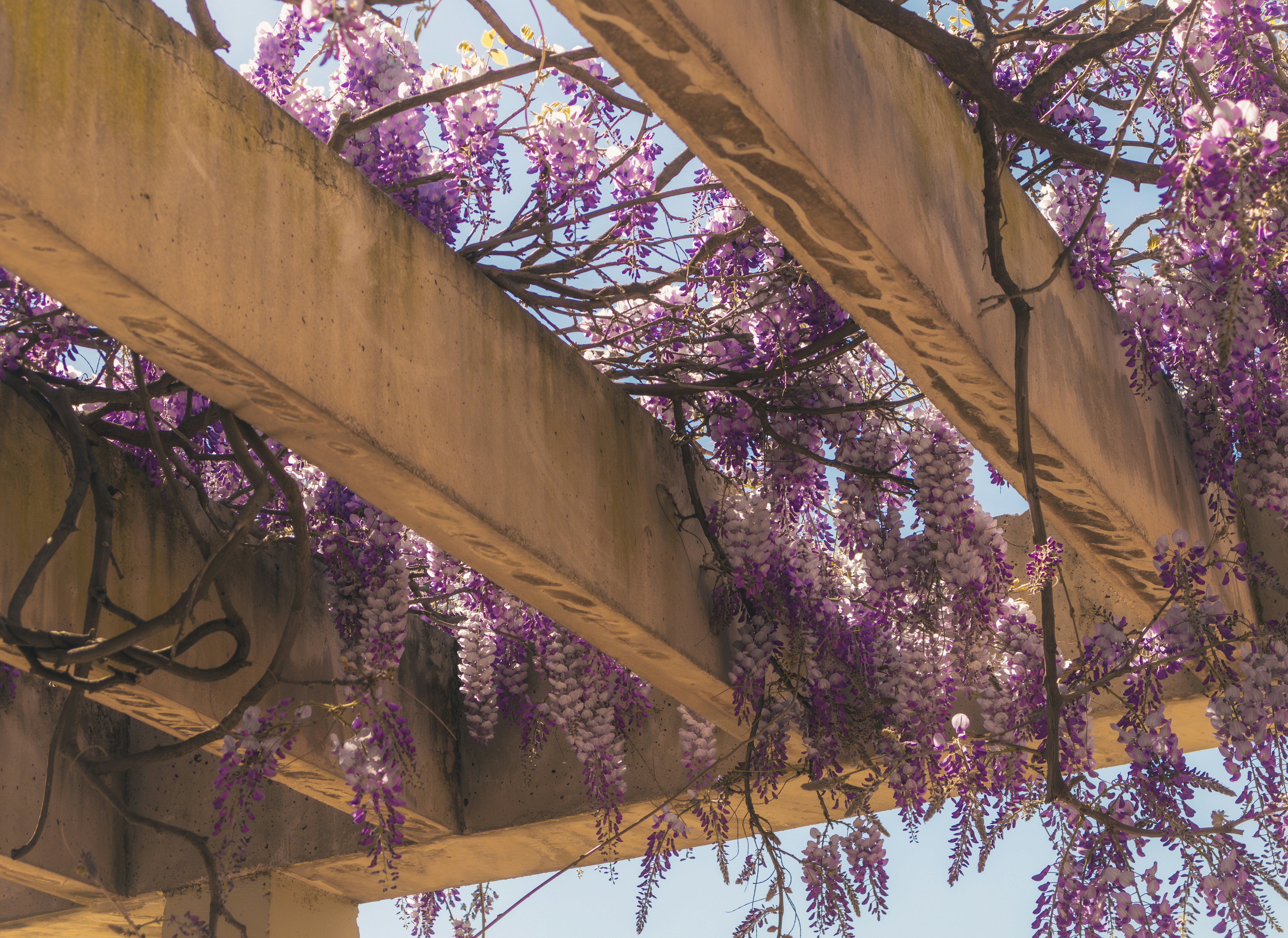 Lila Glyzinienblüten hängen an einer hölzernen Pergola.