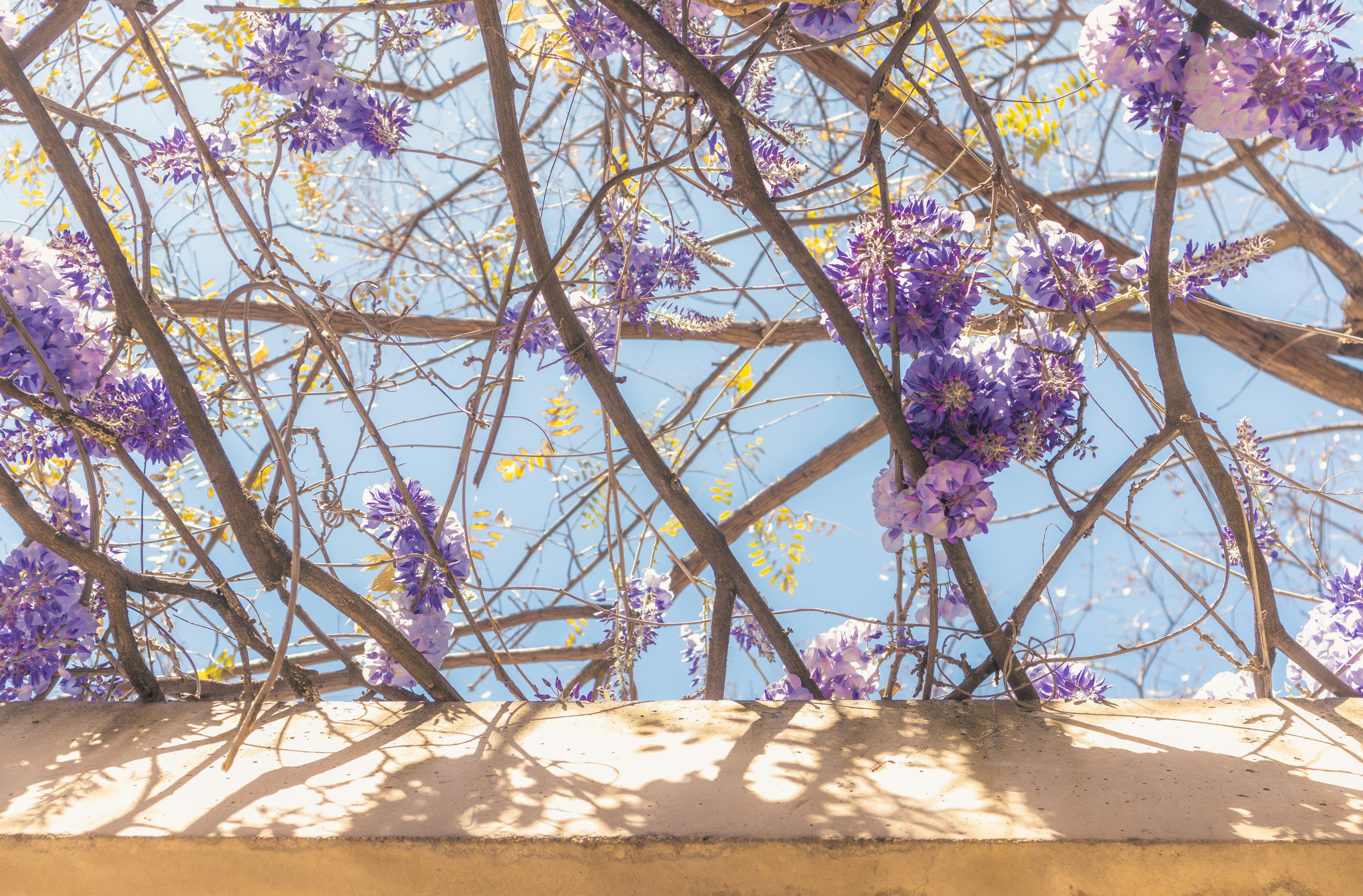 Violette Glyzinienblüten hängen an Ästen vor dem blauen Himmel