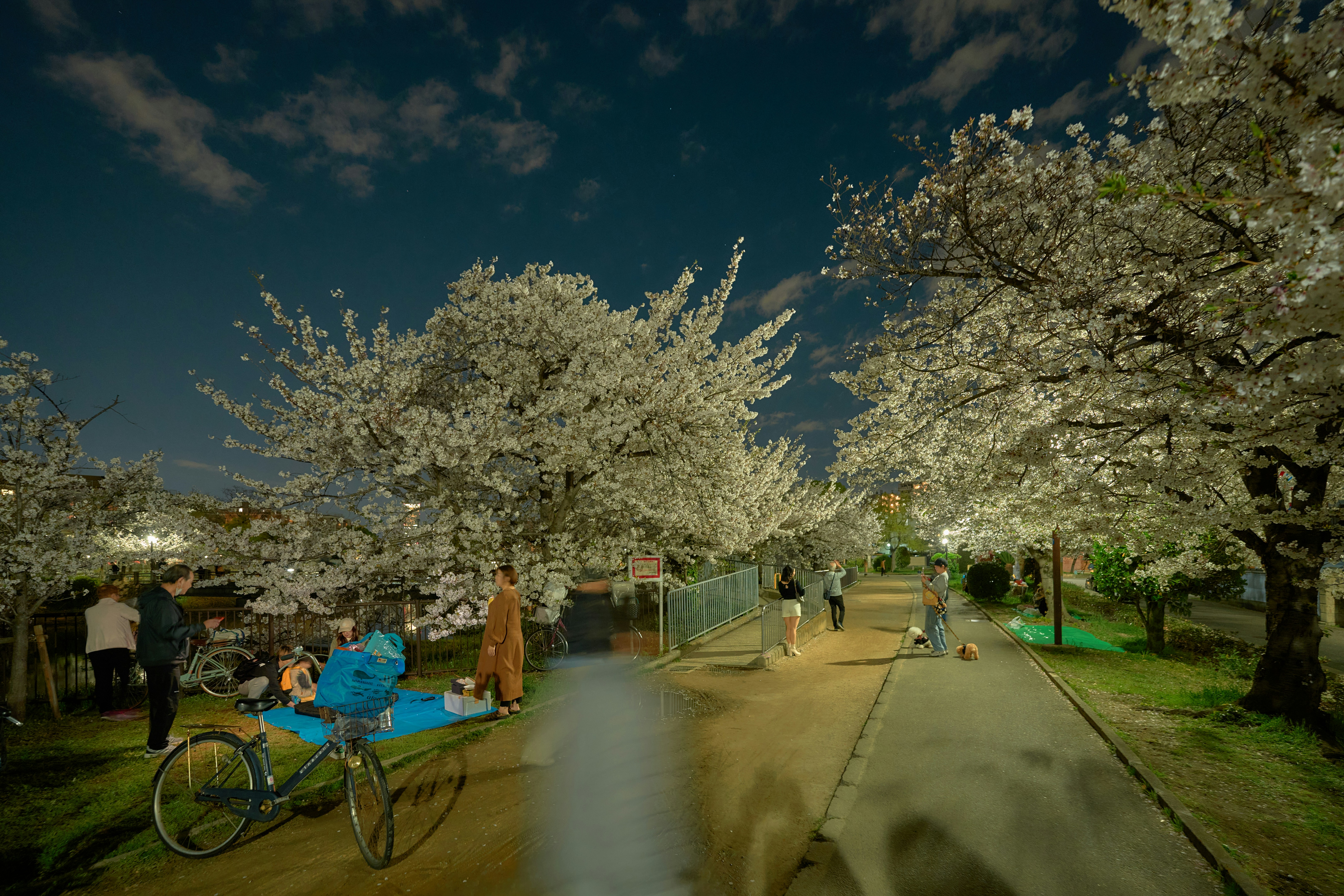 Menschen, die nachts im Park Kirschblüten genießen.