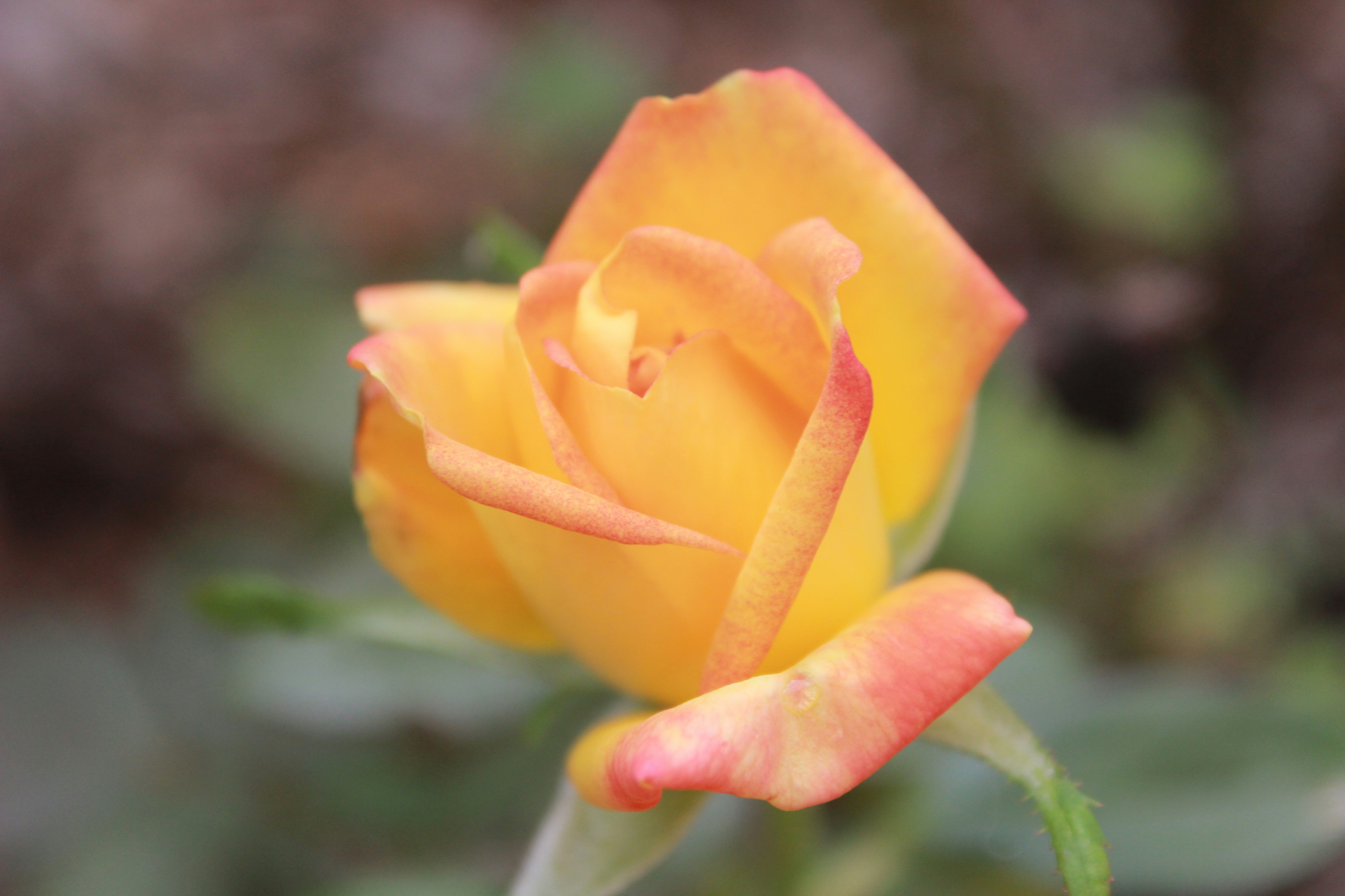 Photo by emelia_roxh