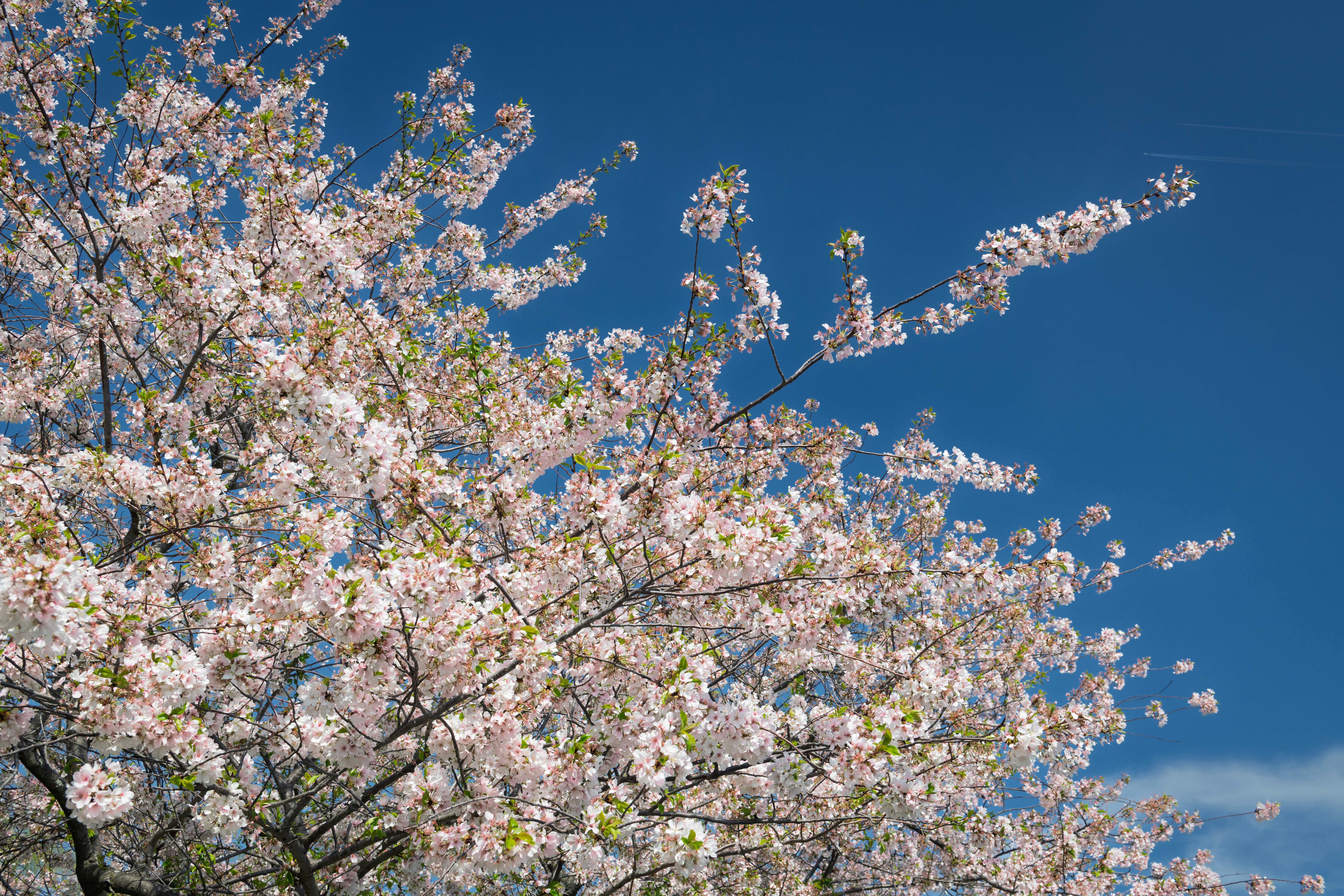 Photo by sriniunsplash